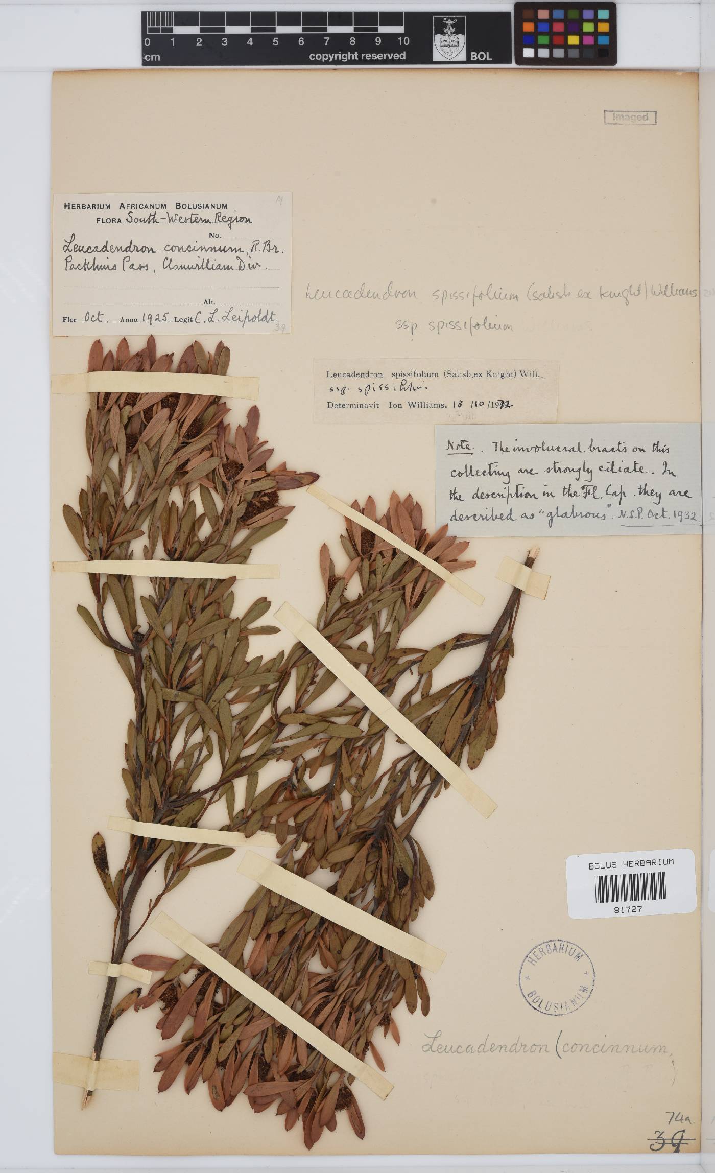 Leucadendron spissifolium image