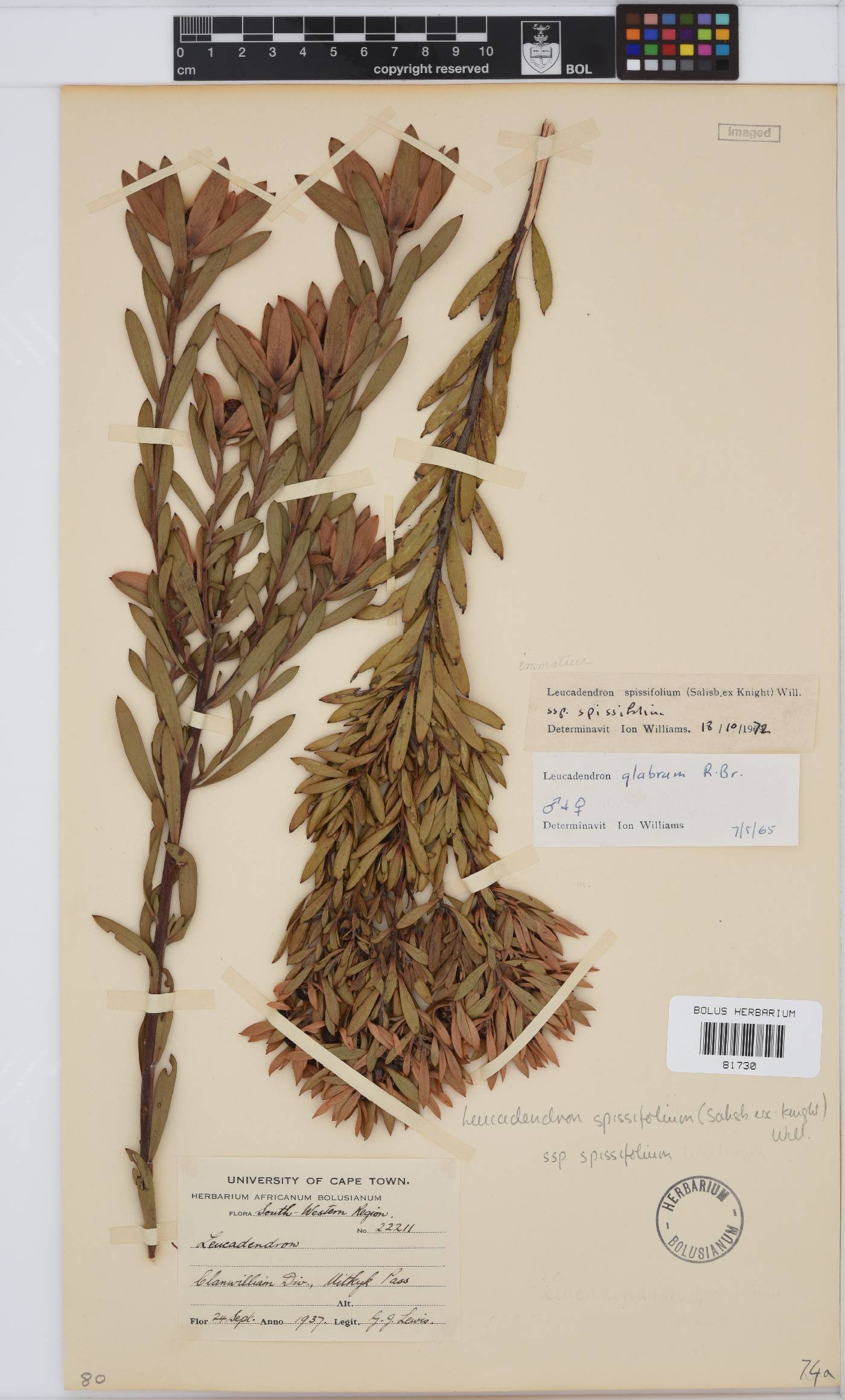 Leucadendron spissifolium subsp. spissifolium image