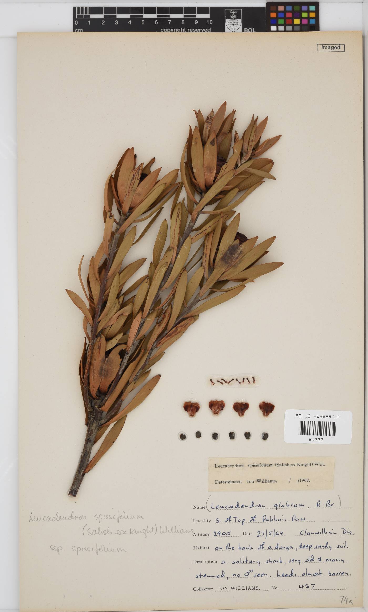 Leucadendron spissifolium image