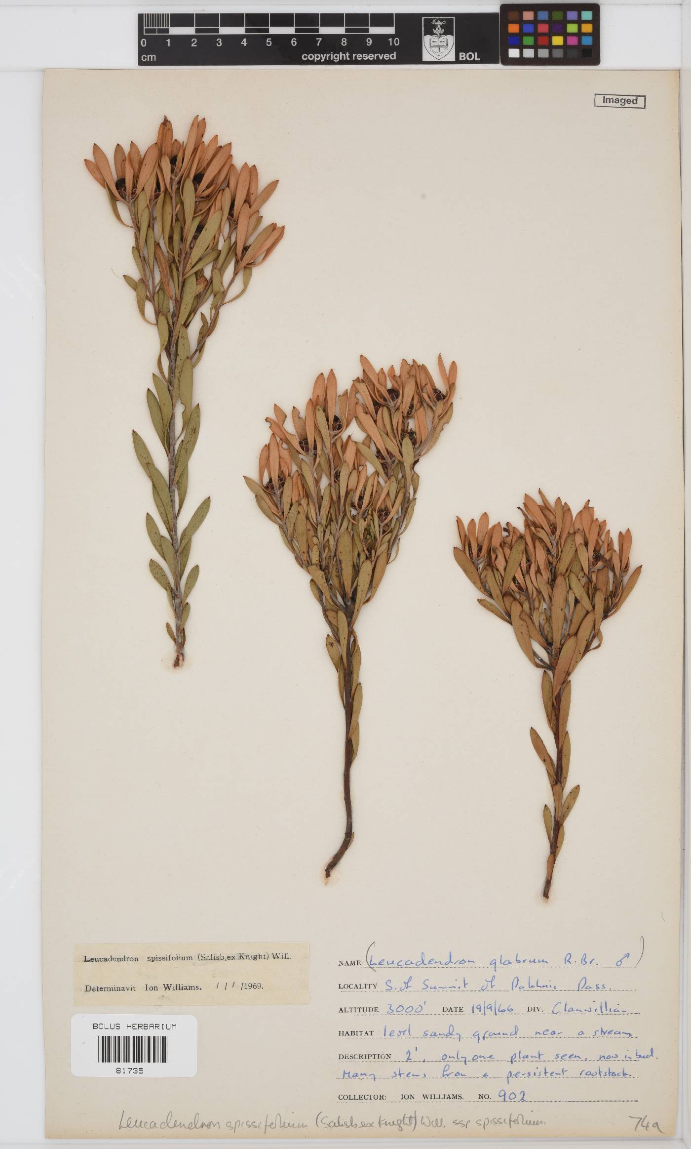 Leucadendron spissifolium subsp. spissifolium image