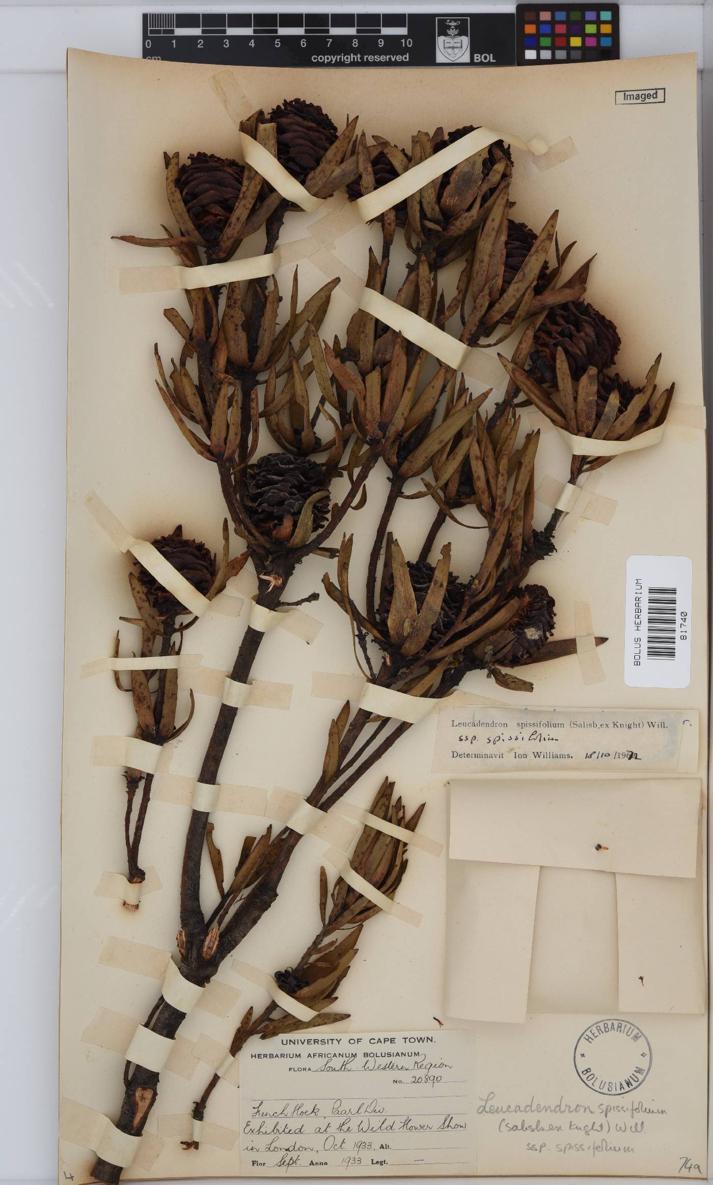 Leucadendron spissifolium subsp. spissifolium image