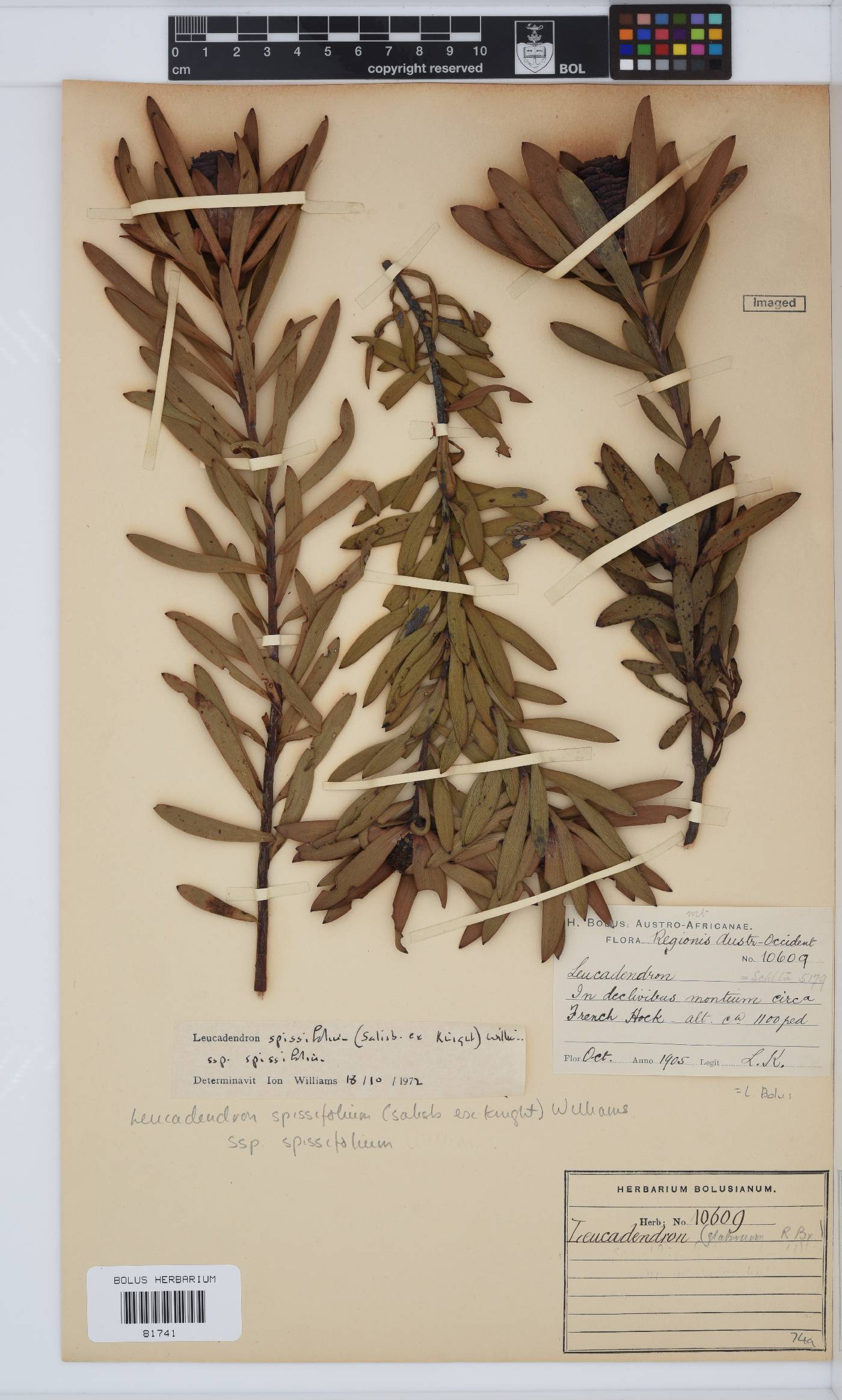 Leucadendron spissifolium image