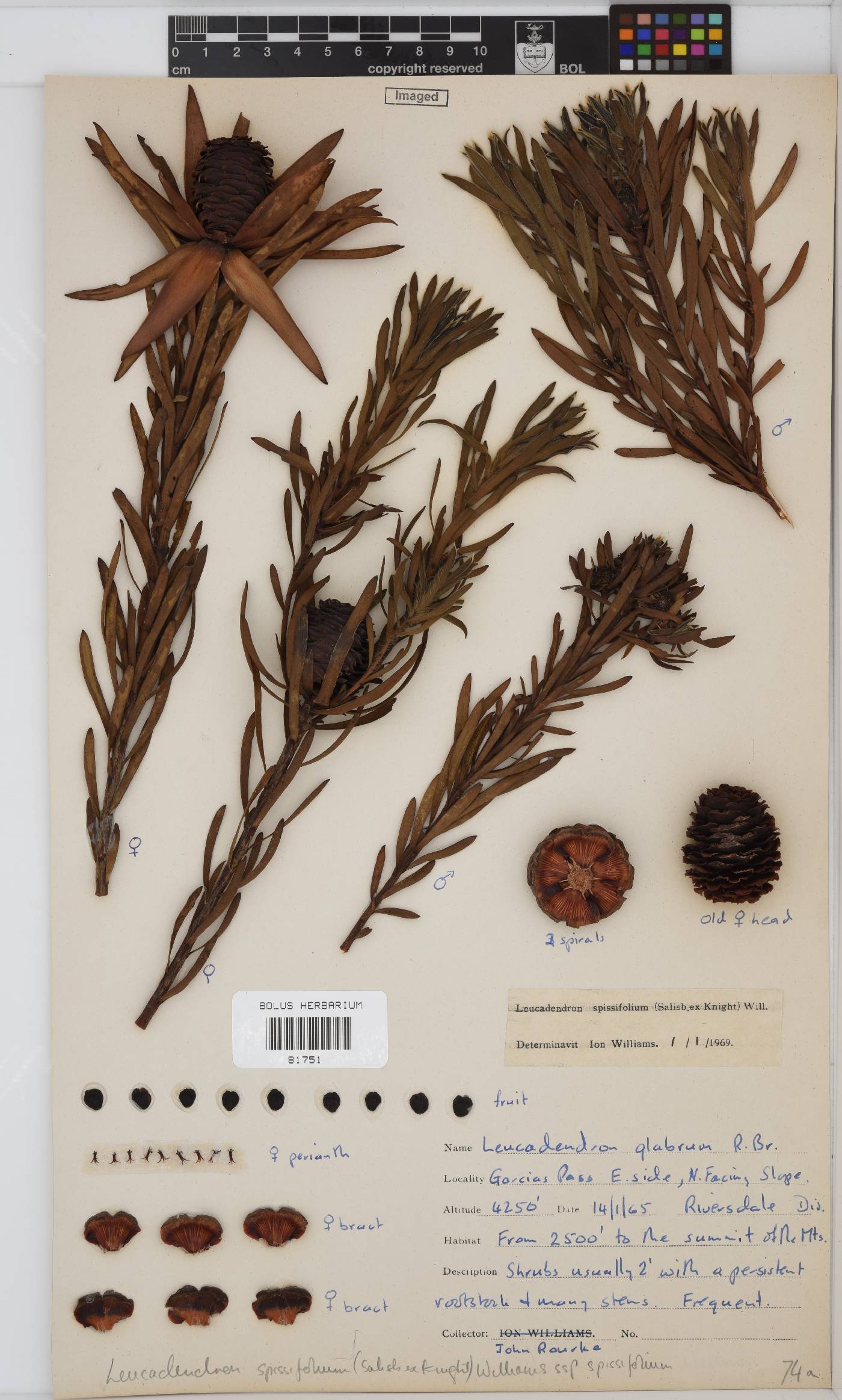 Leucadendron spissifolium subsp. spissifolium image