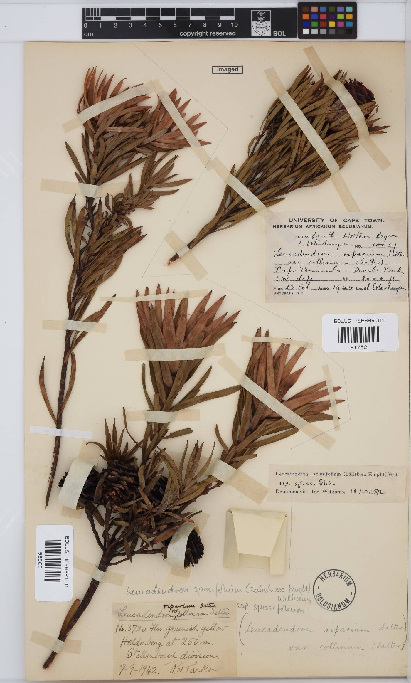 Leucadendron spissifolium subsp. spissifolium image