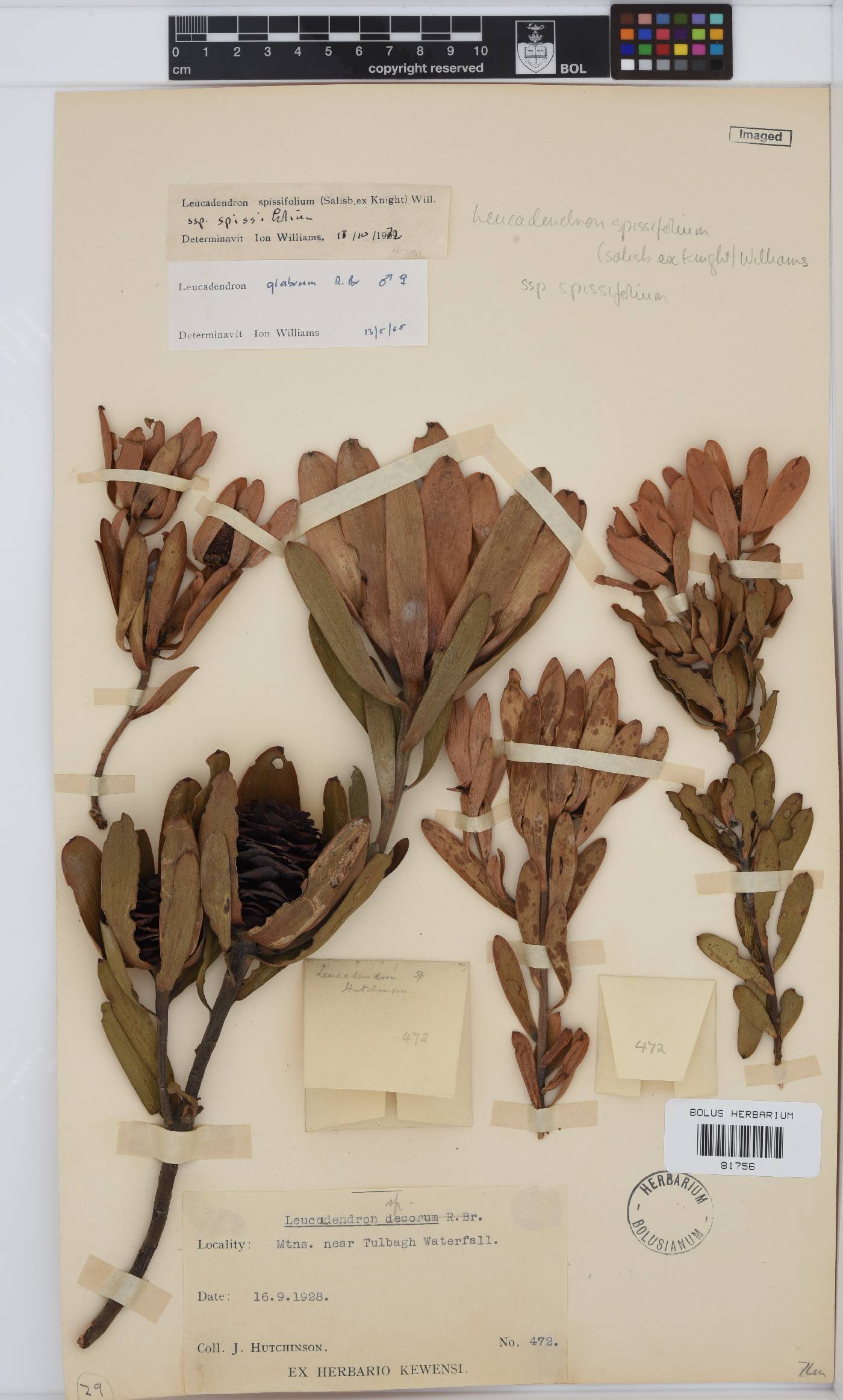 Leucadendron spissifolium subsp. spissifolium image
