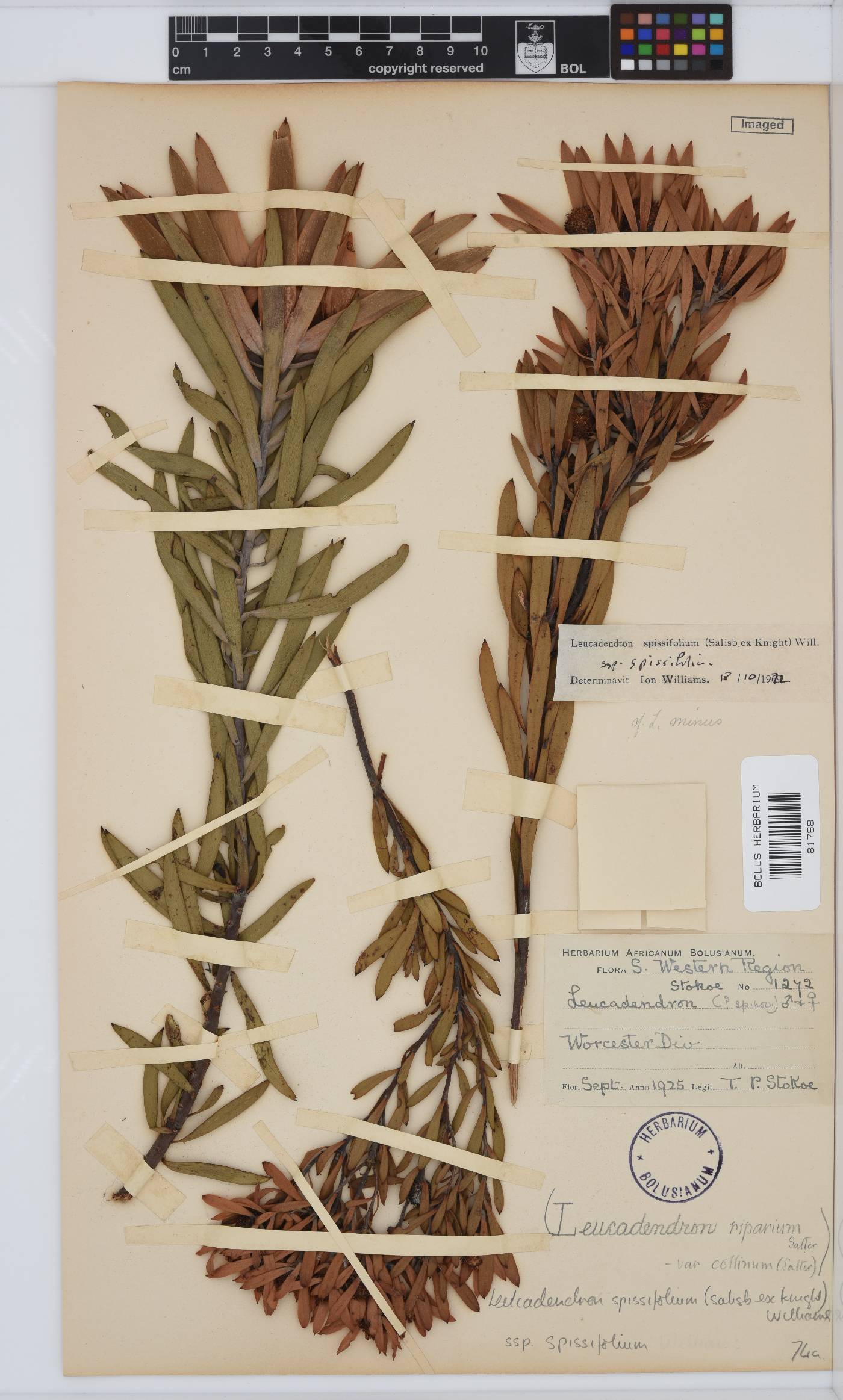 Leucadendron spissifolium image