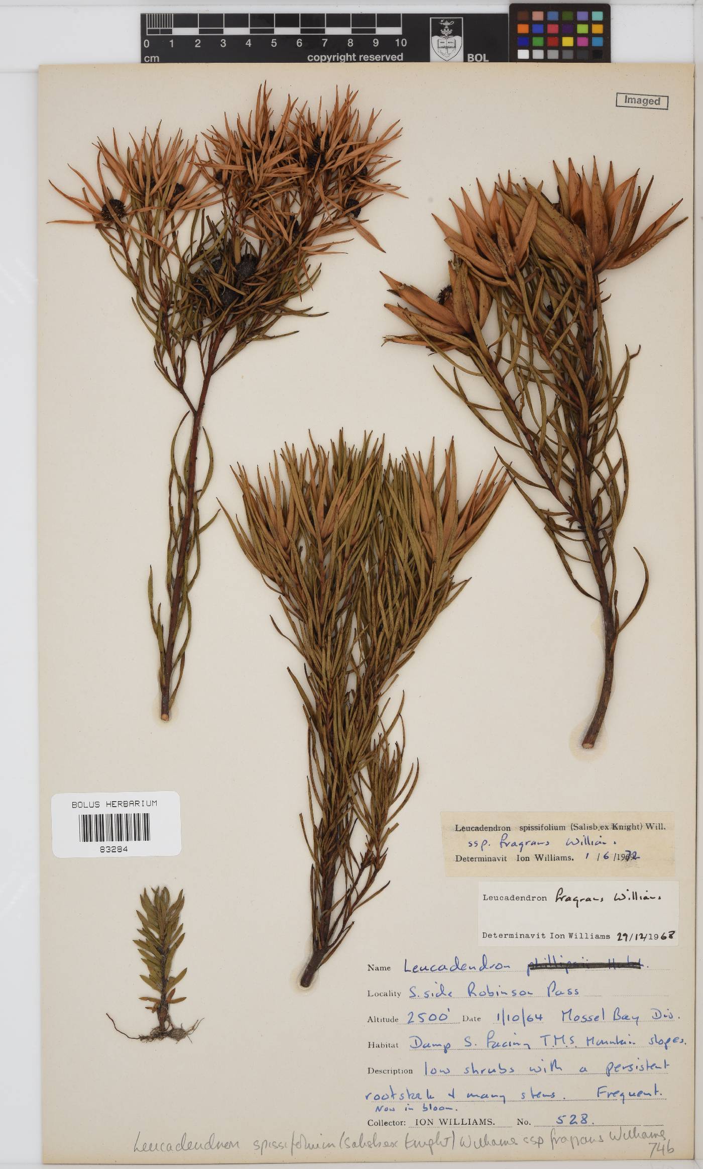 Leucadendron spissifolium subsp. spissifolium image