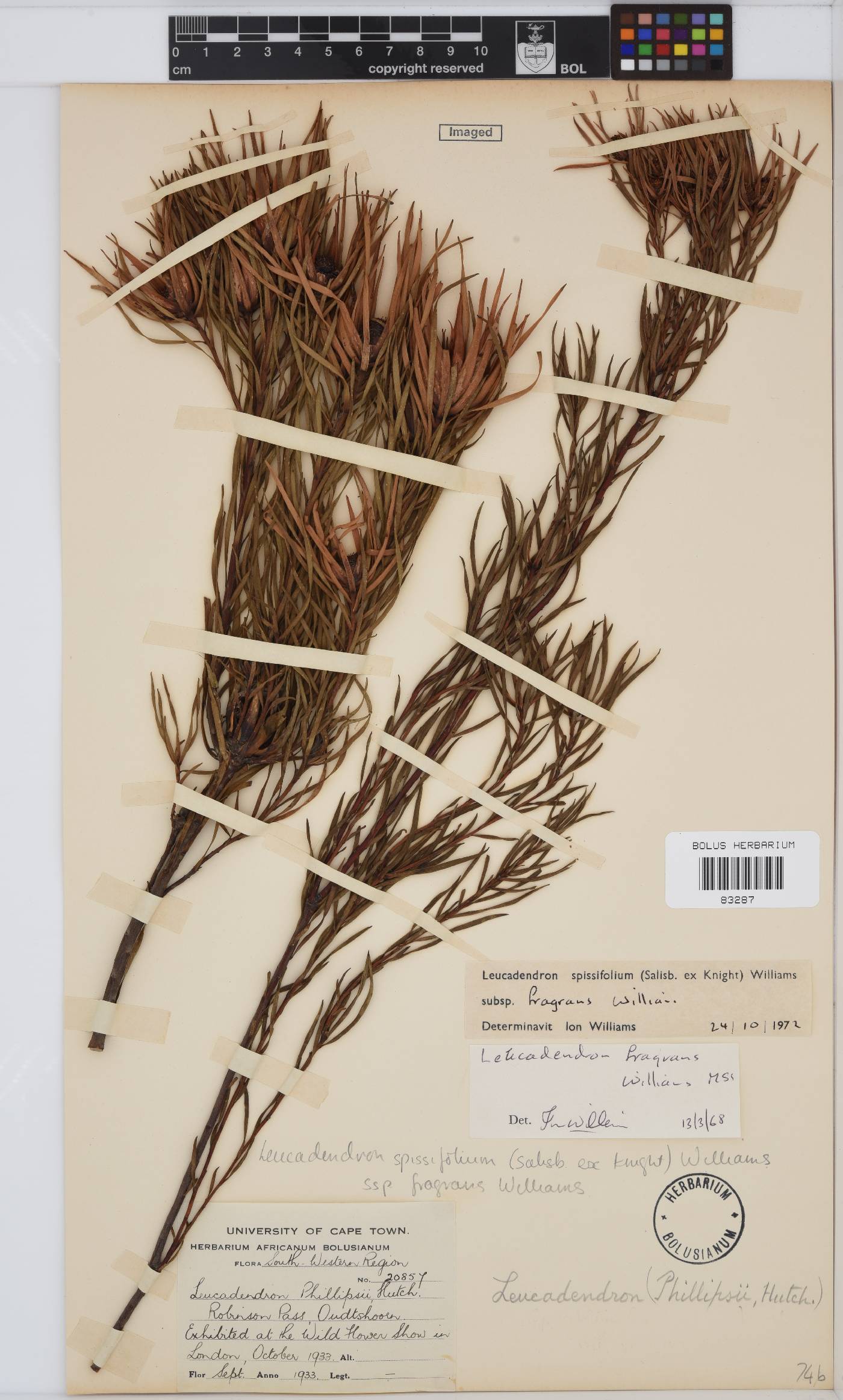 Leucadendron spissifolium image