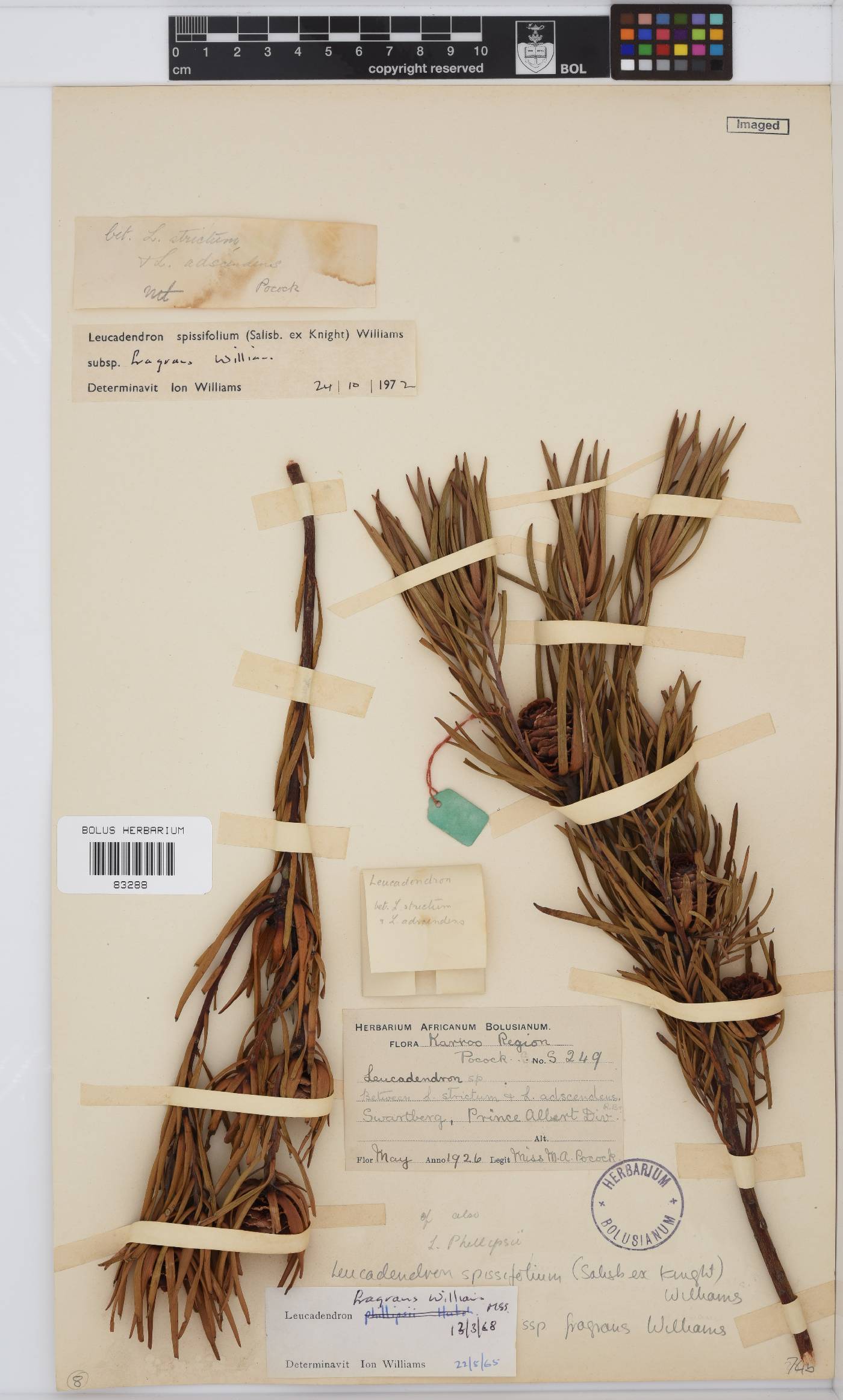 Leucadendron spissifolium image