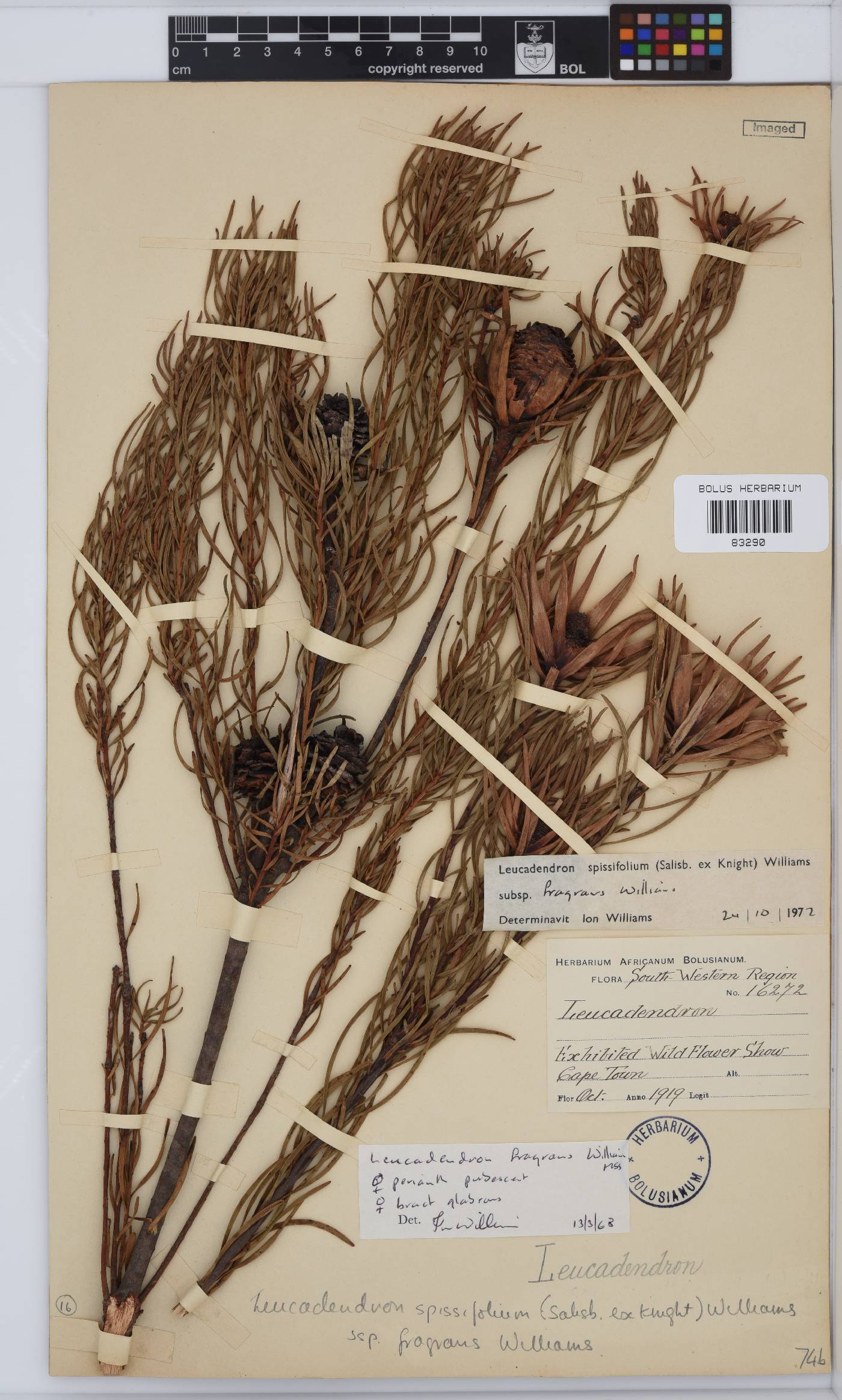Leucadendron spissifolium subsp. fragrans image