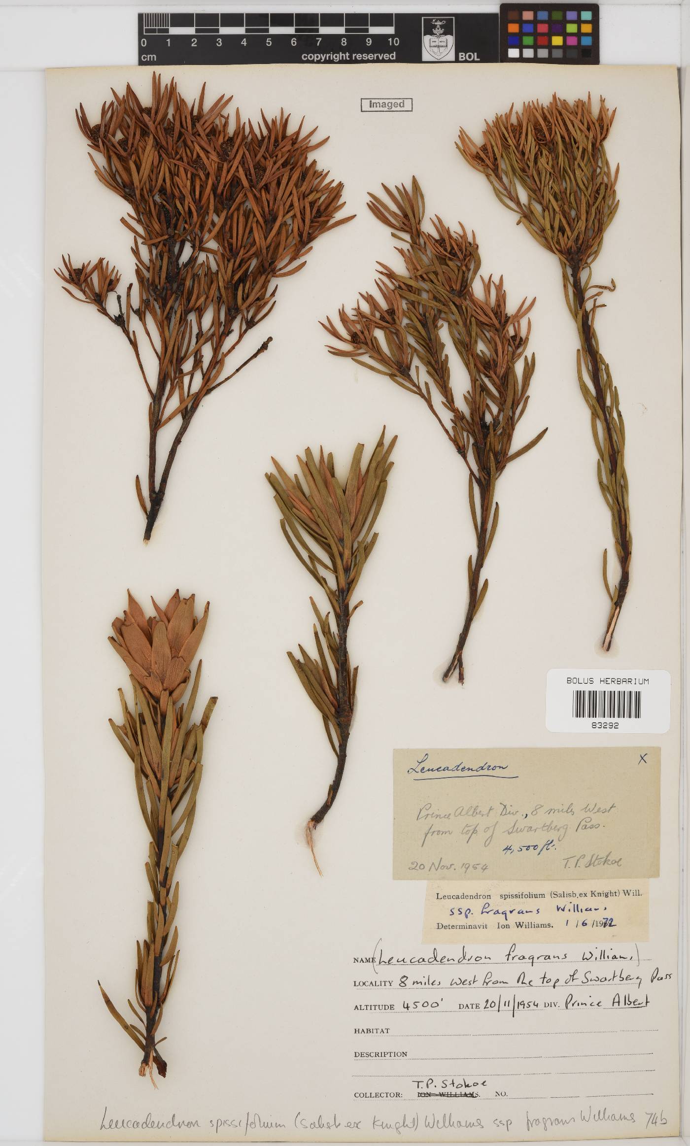 Leucadendron spissifolium image
