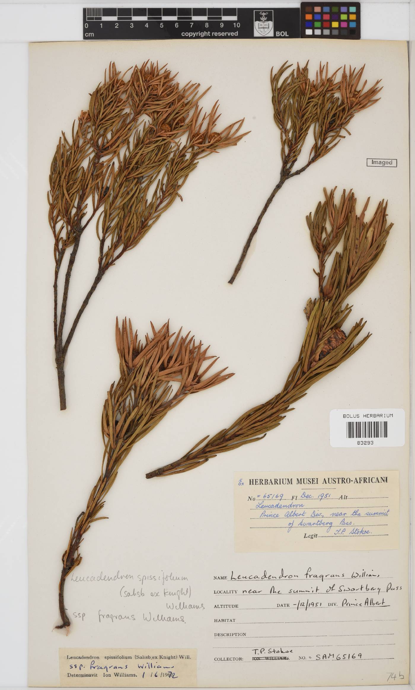 Leucadendron spissifolium subsp. spissifolium image