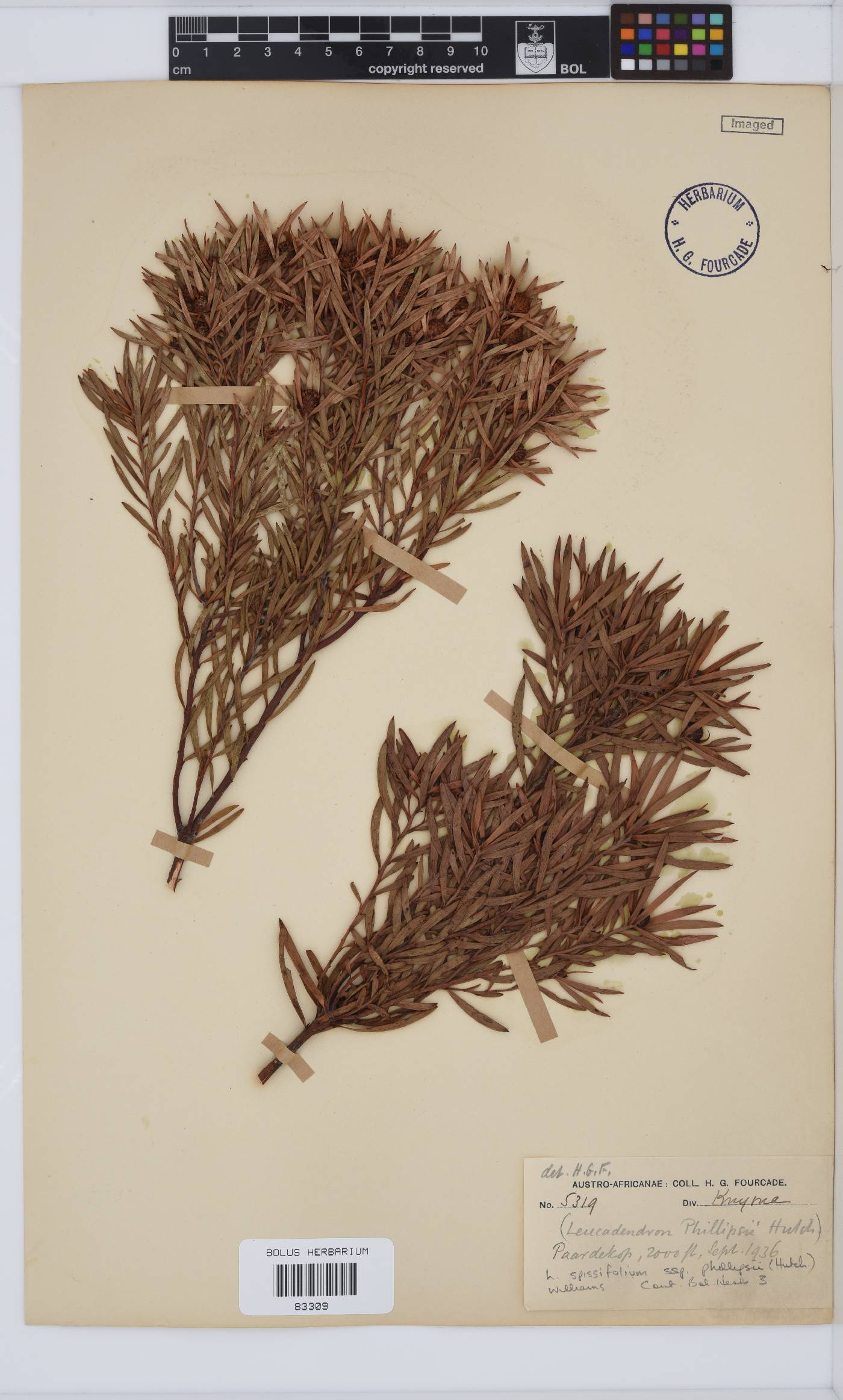 Leucadendron spissifolium subsp. spissifolium image