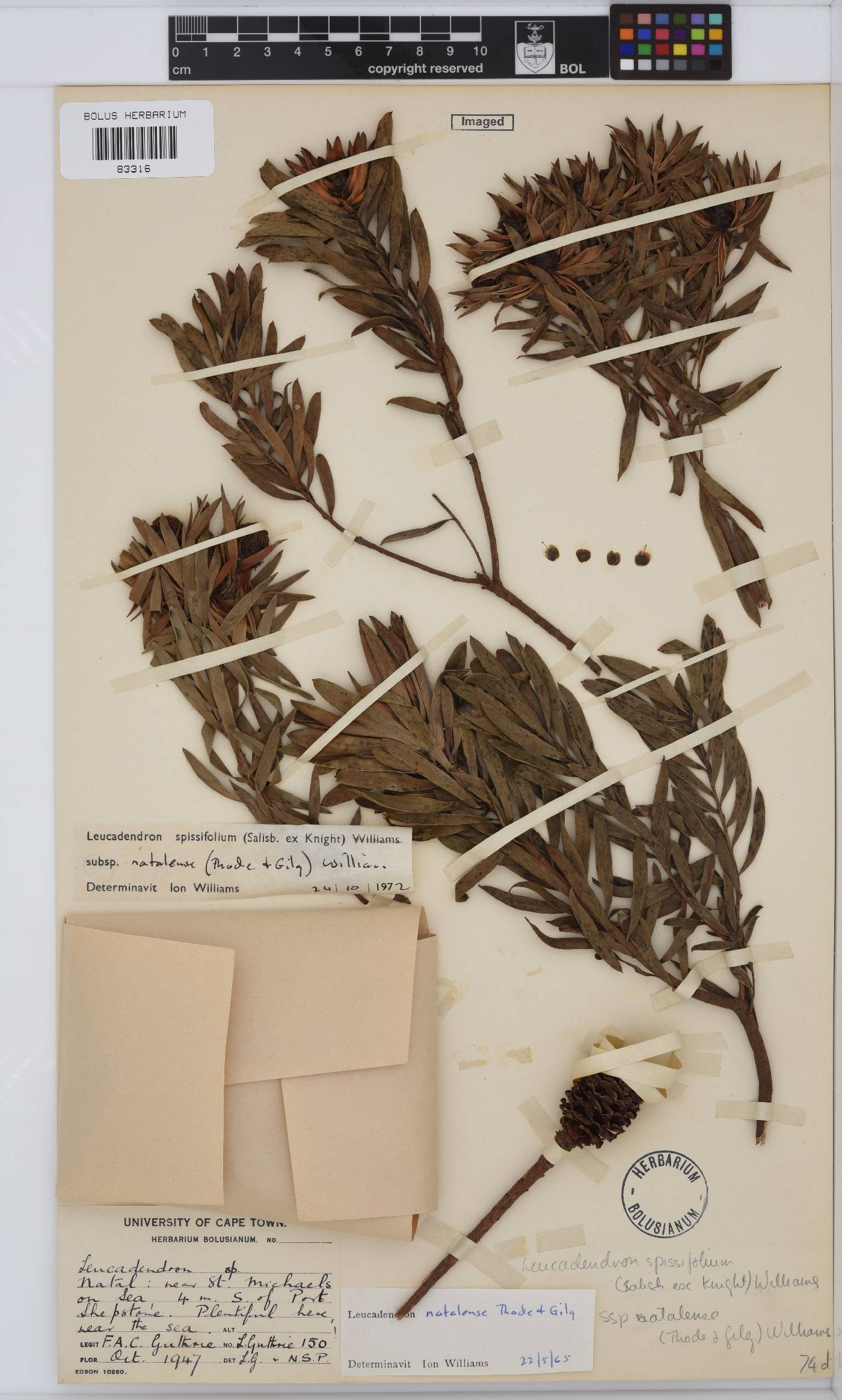 Leucadendron spissifolium image