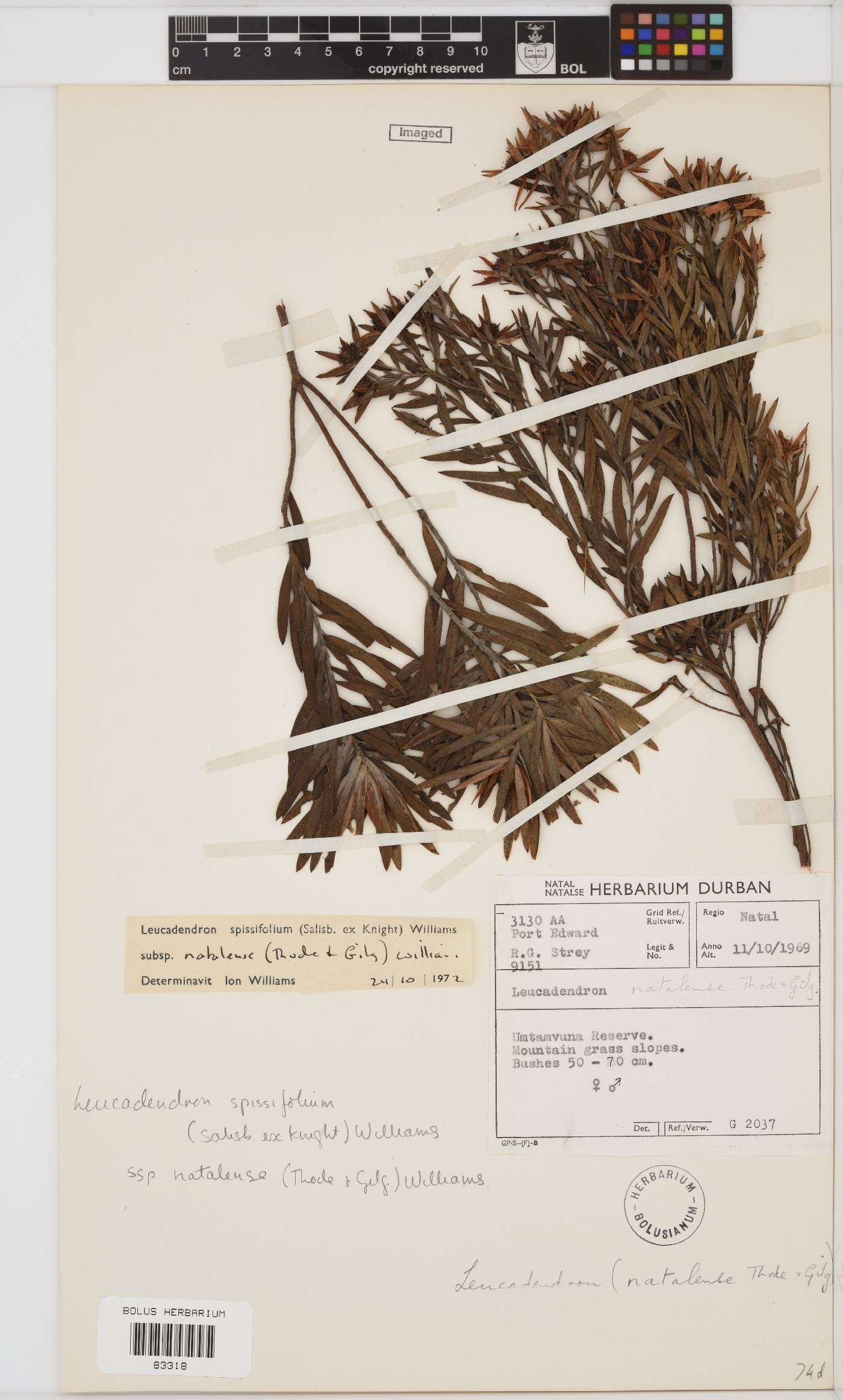 Leucadendron spissifolium subsp. spissifolium image