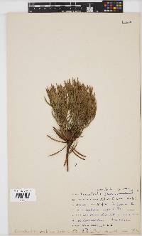 Leucadendron spissifolium subsp. oribinum image