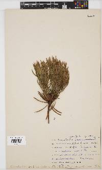 Leucadendron spissifolium image