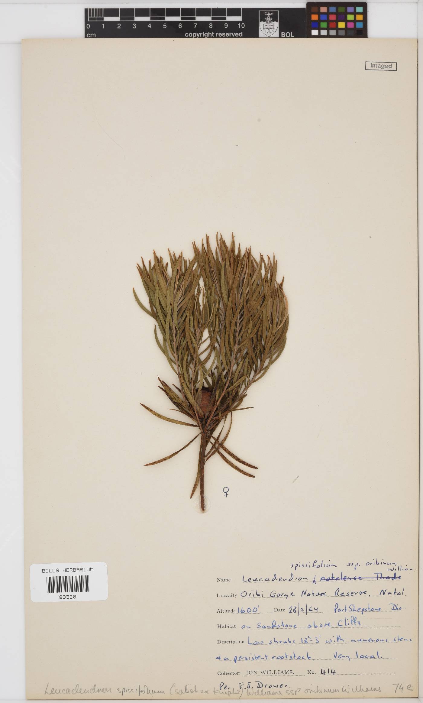 Leucadendron spissifolium subsp. oribinum image