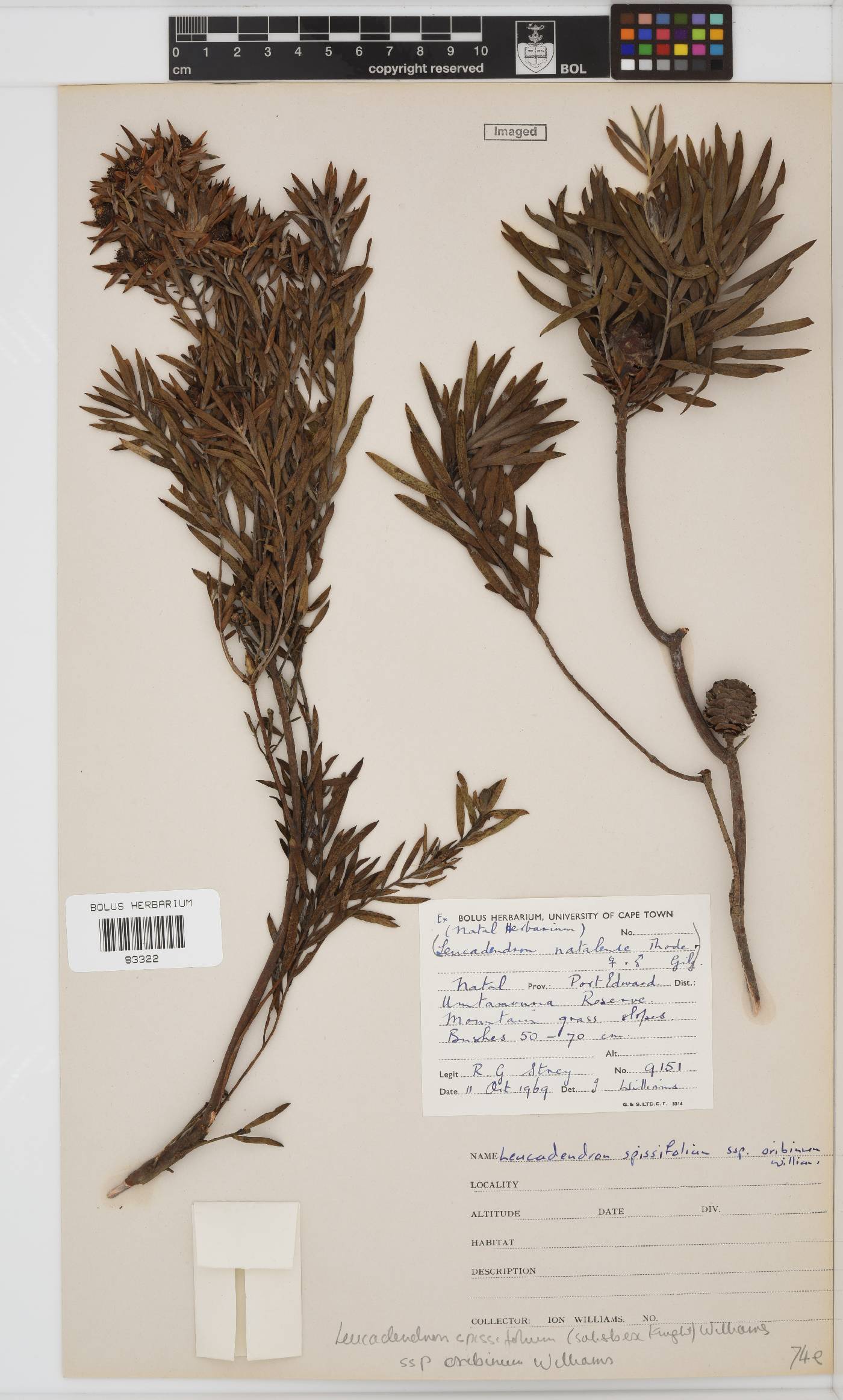 Leucadendron spissifolium subsp. oribinum image