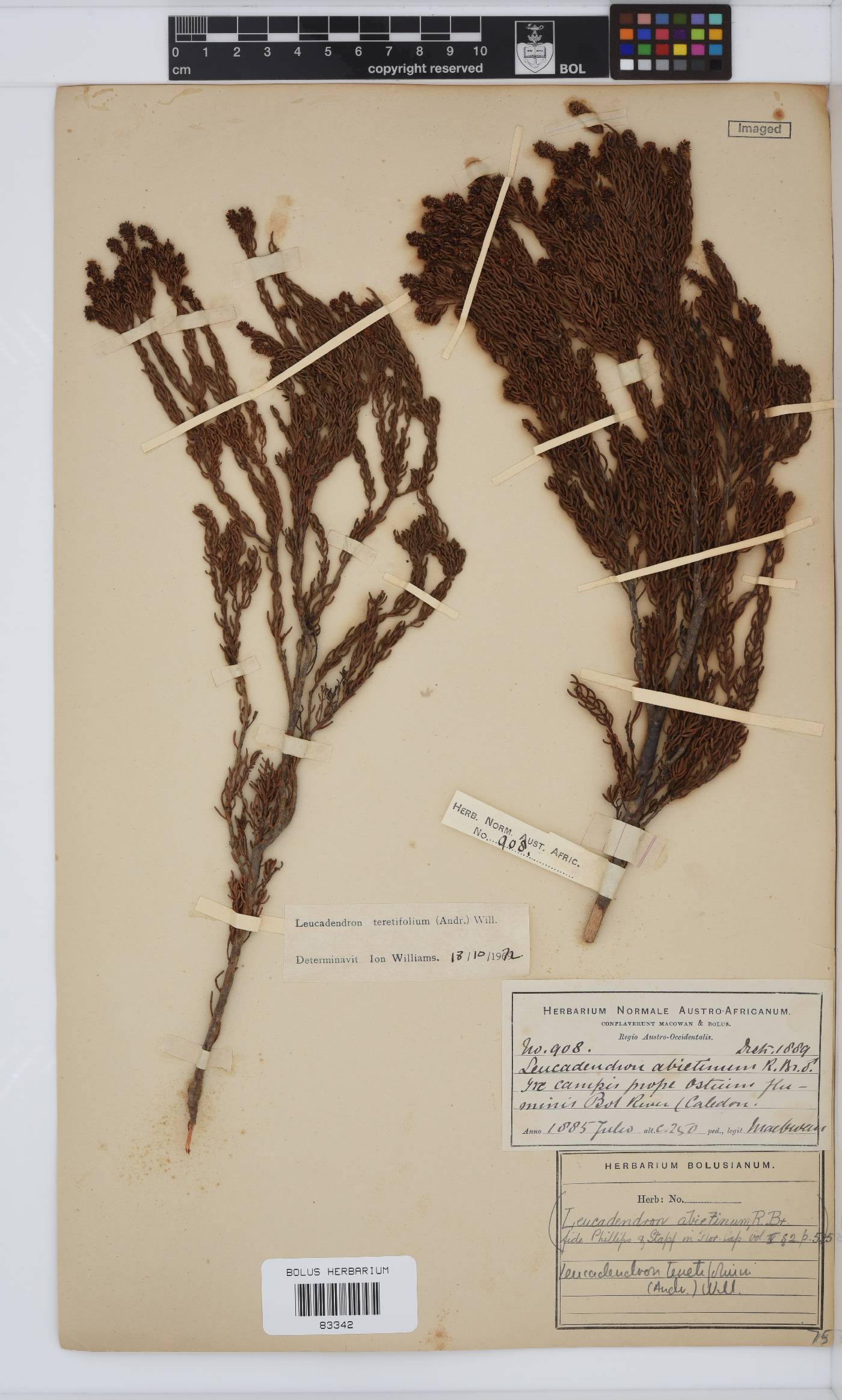 Leucadendron teretifolium image