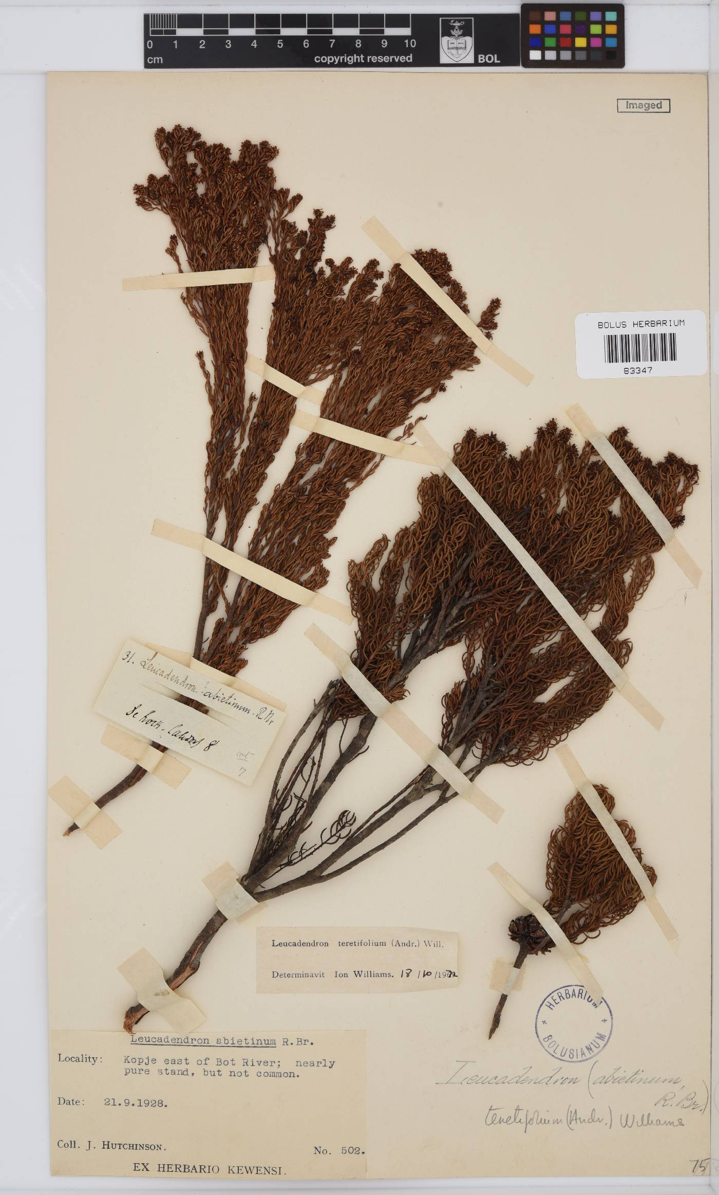 Leucadendron teretifolium image
