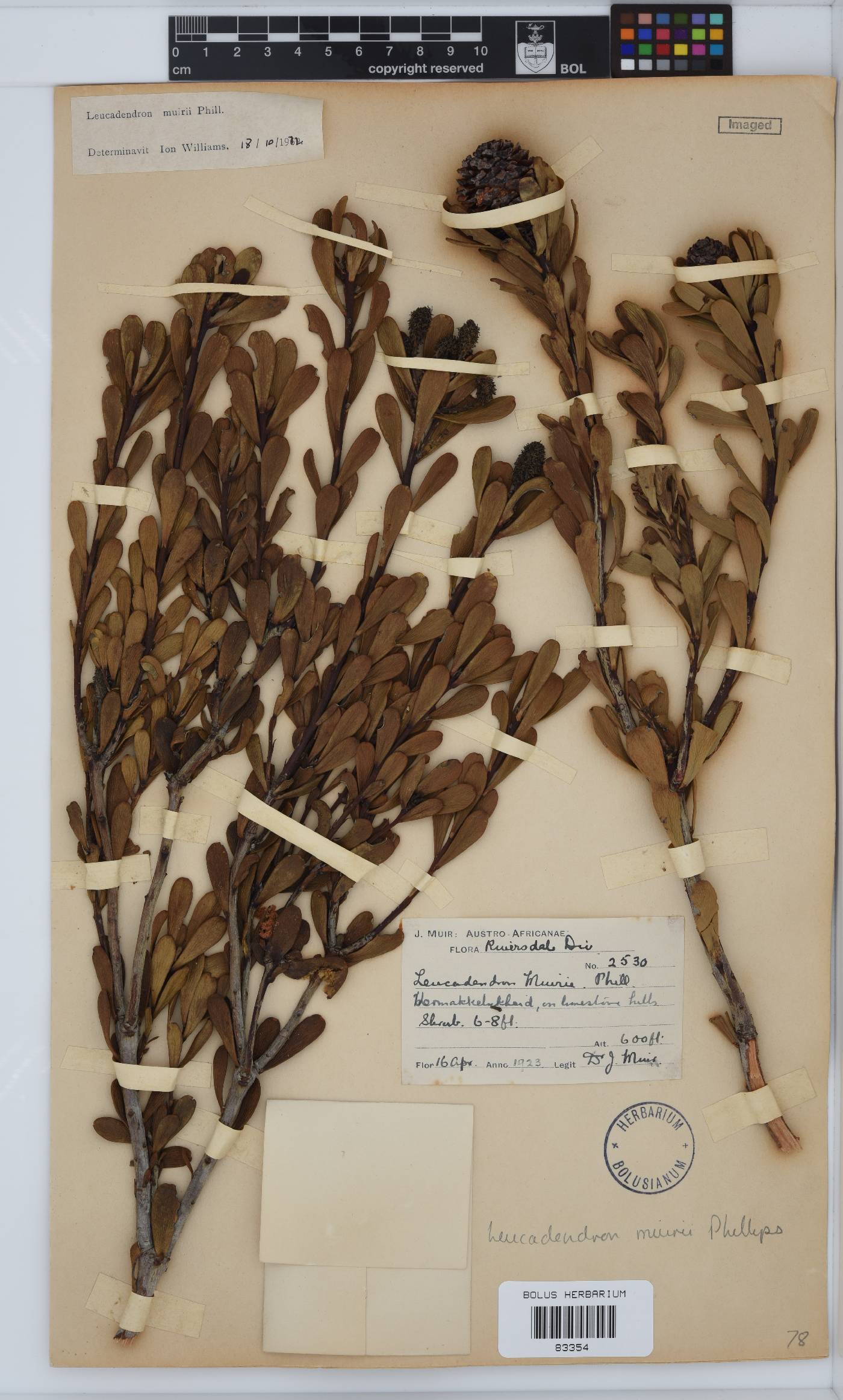 Leucadendron muirii image