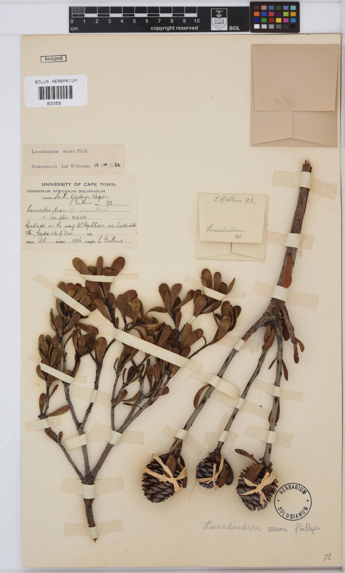 Leucadendron muirii image