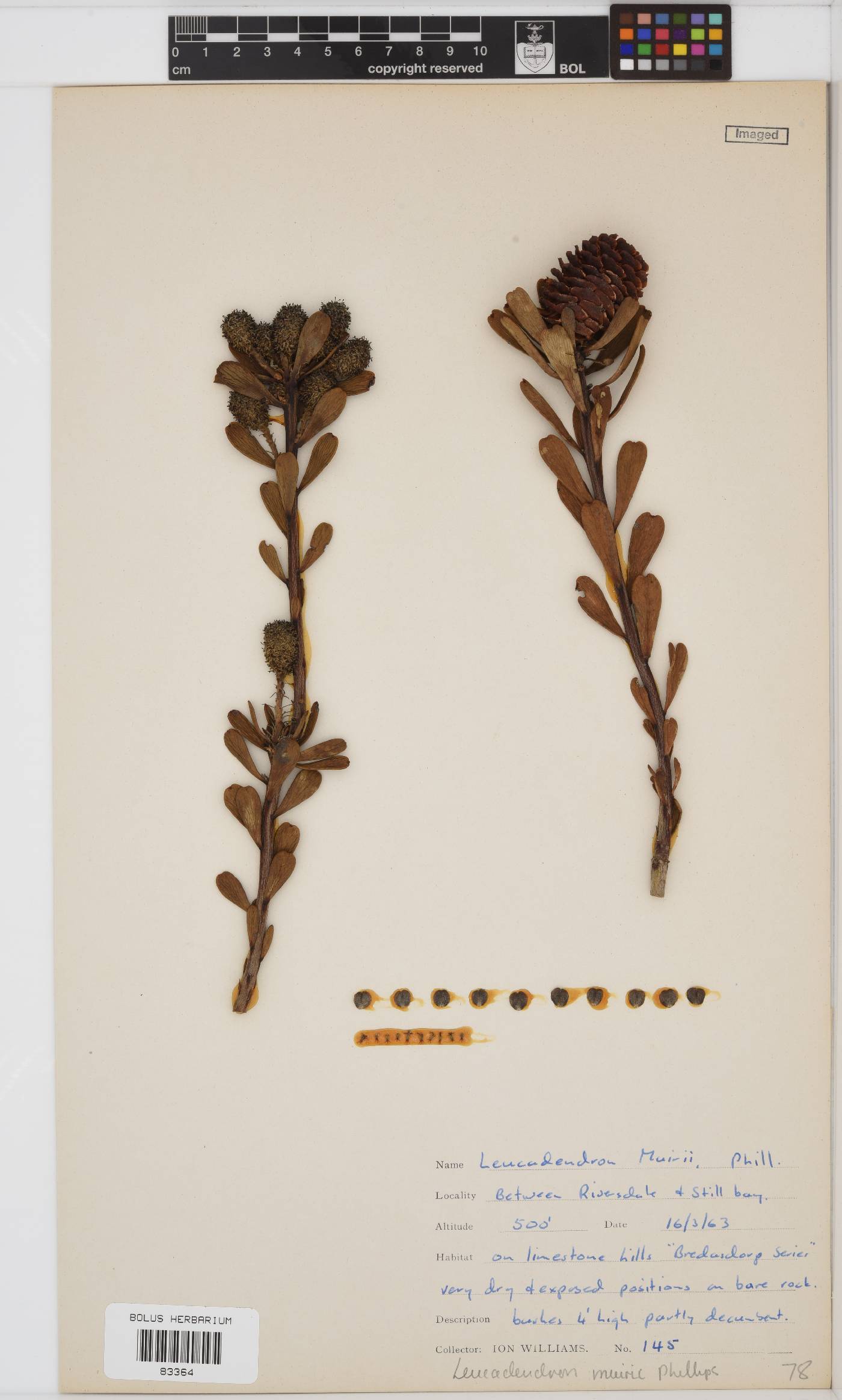 Leucadendron muirii image