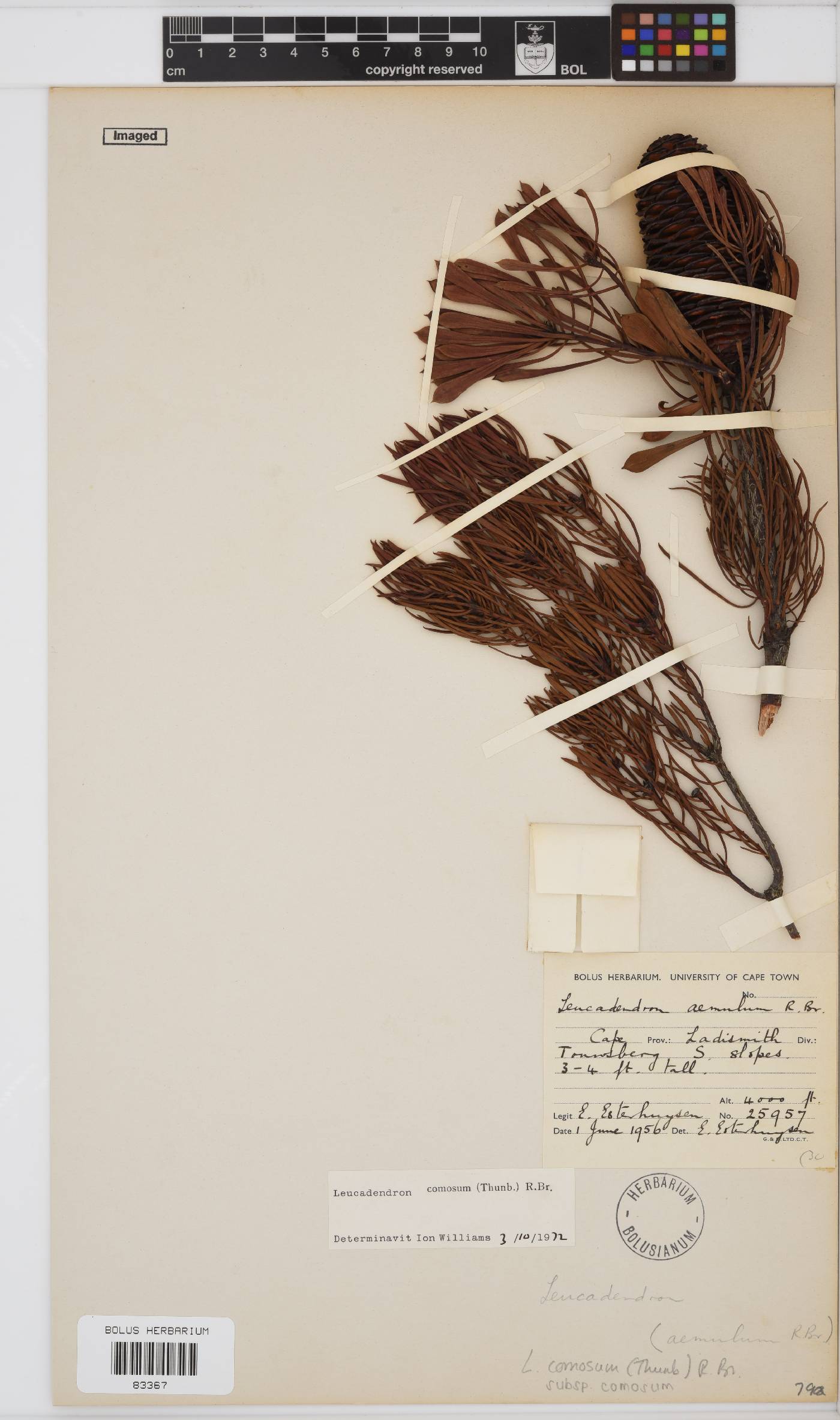 Leucadendron comosum image