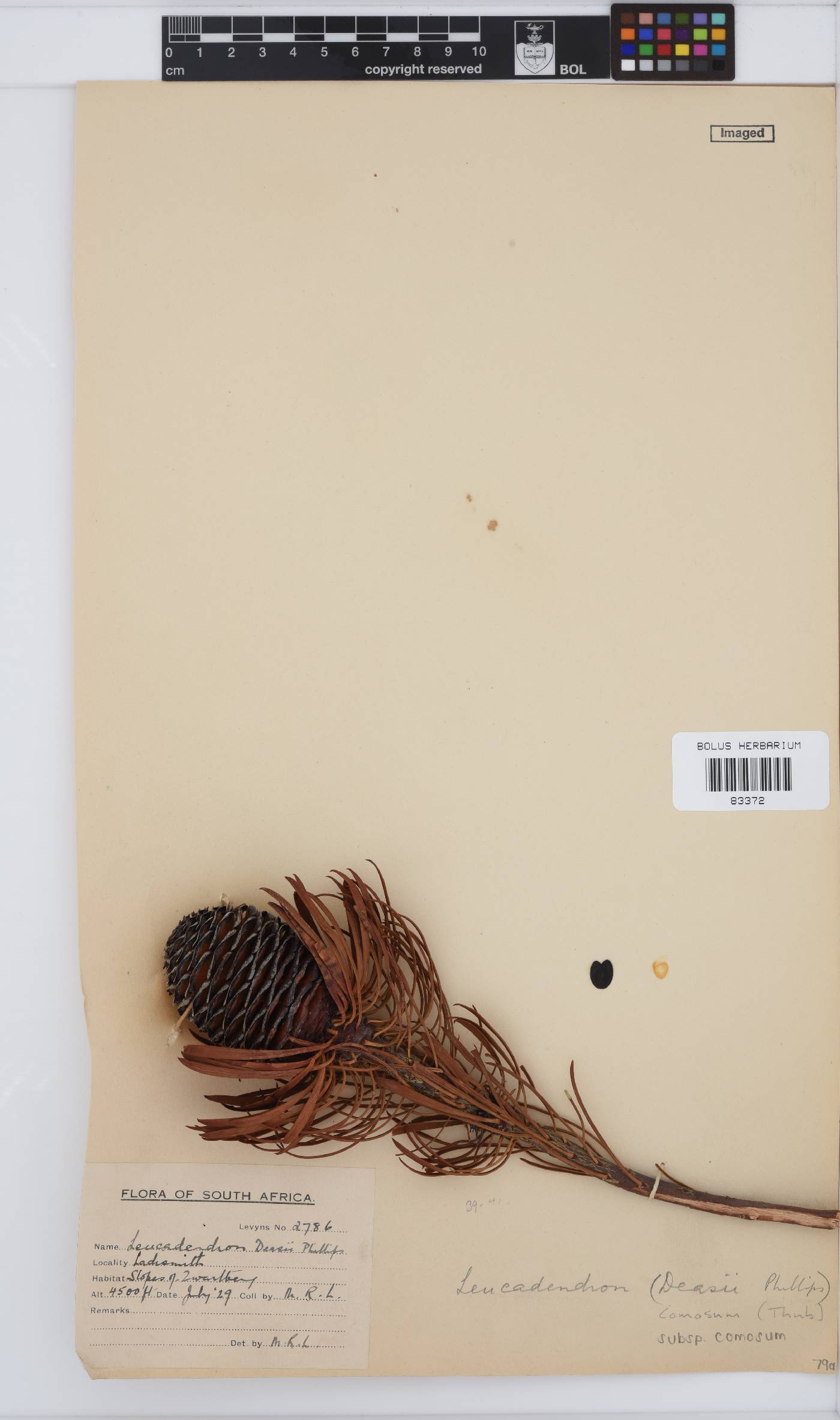 Leucadendron image