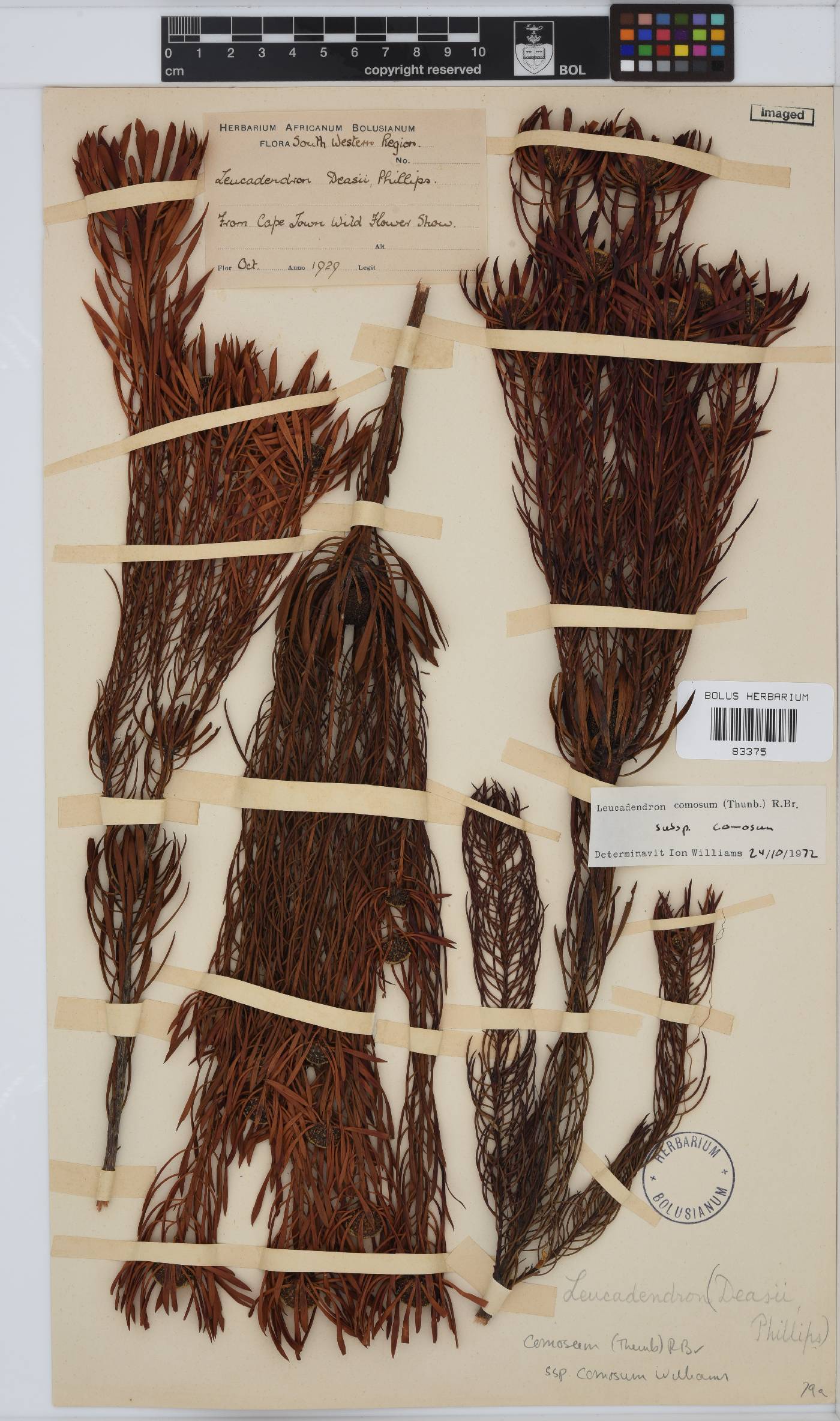 Leucadendron comosum image