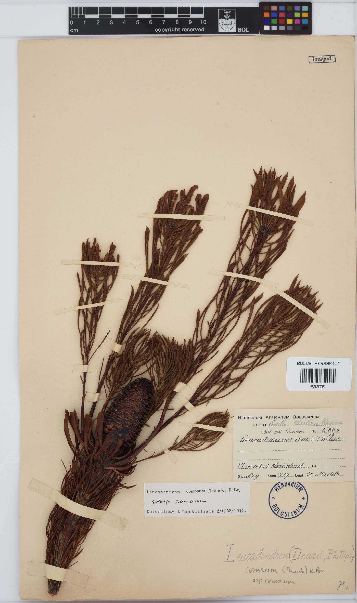 Leucadendron comosum image
