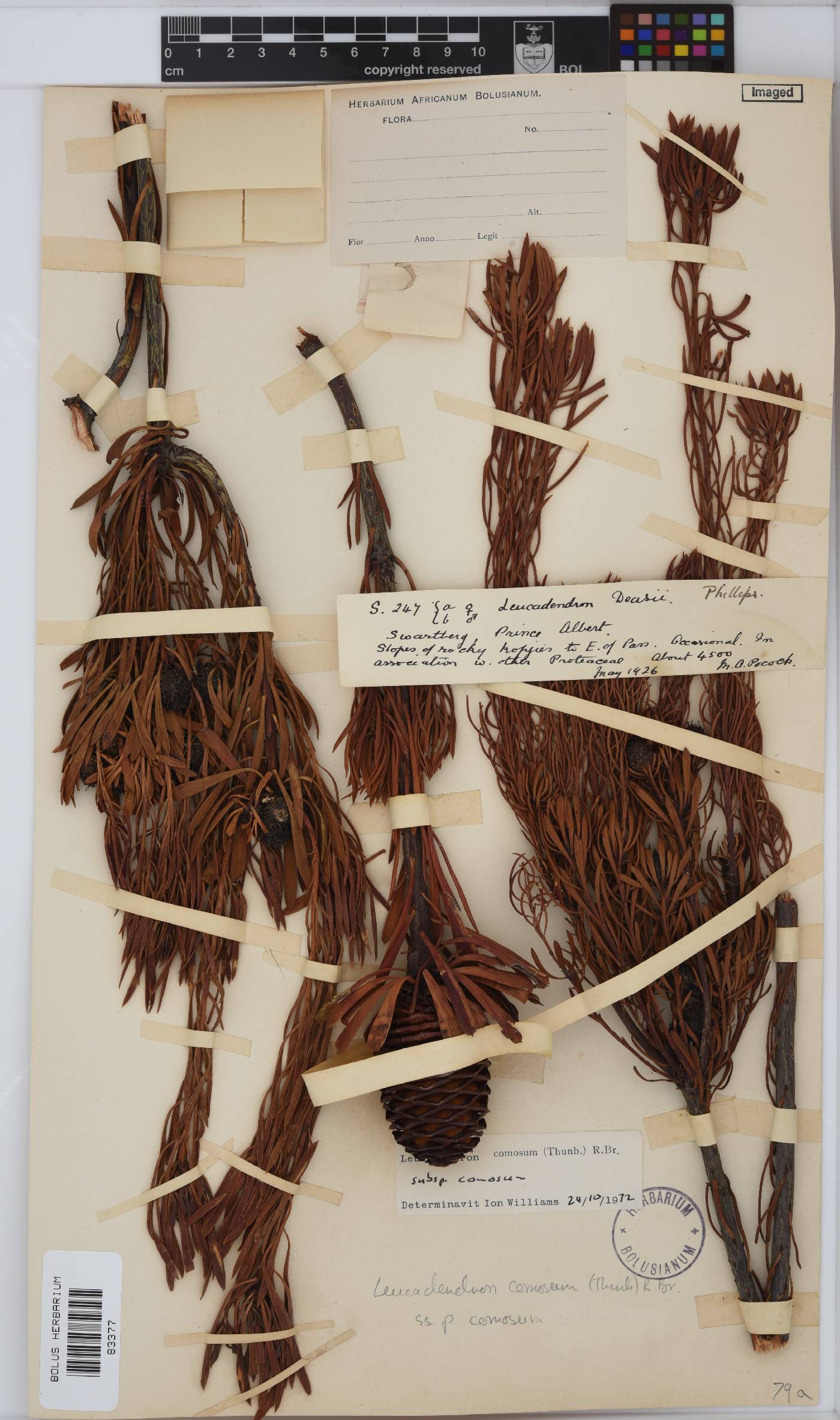 Leucadendron comosum image