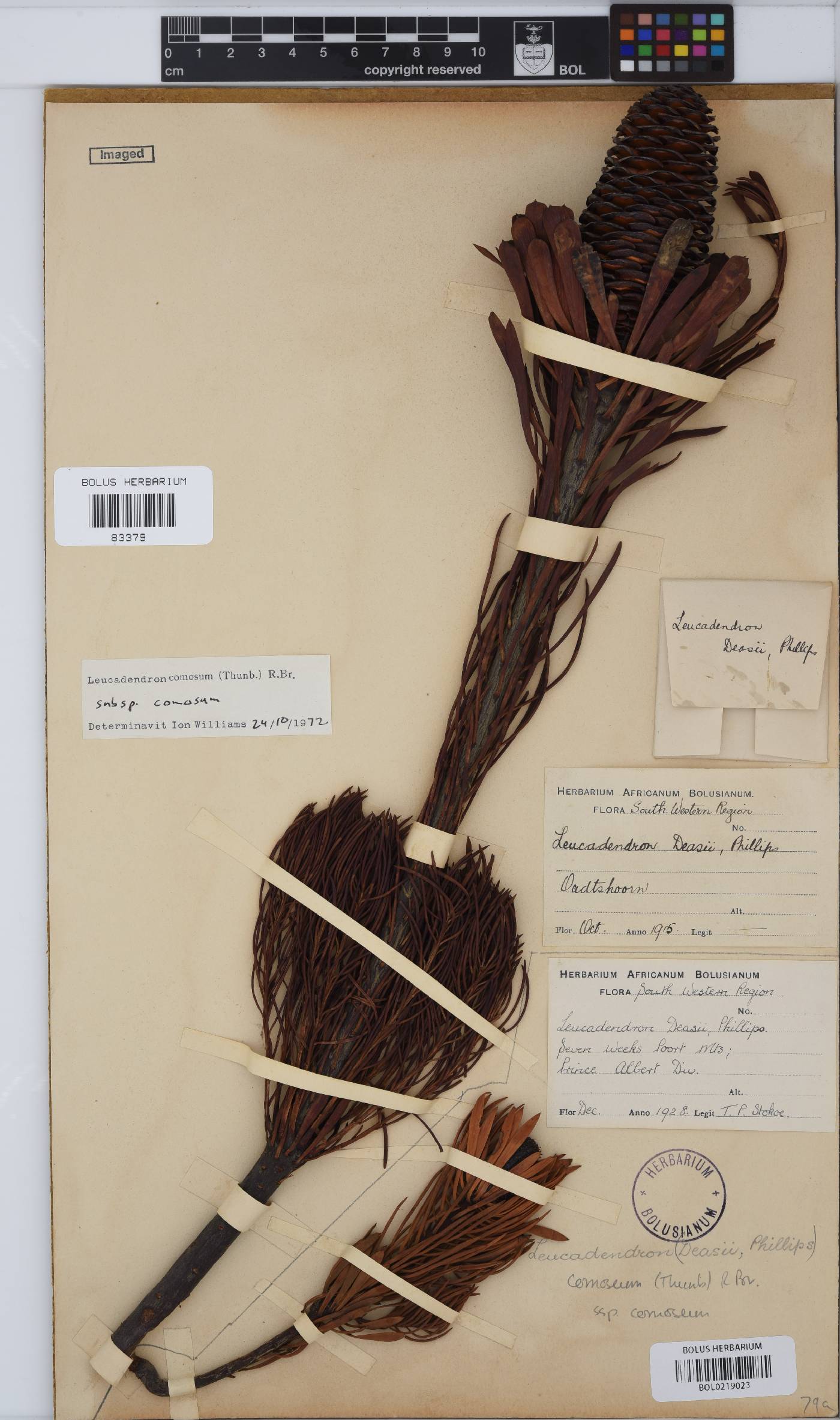 Leucadendron comosum image