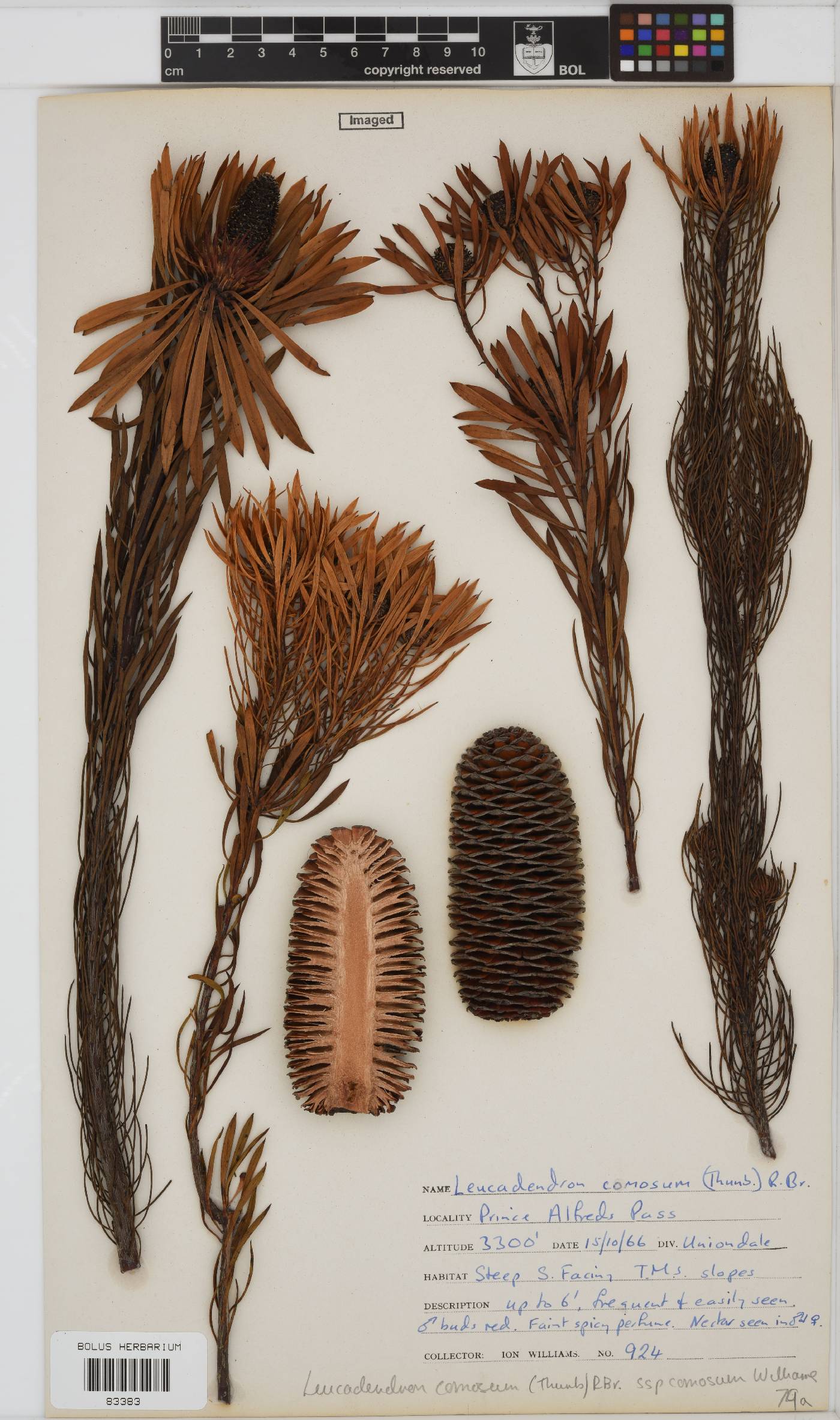 Leucadendron comosum image