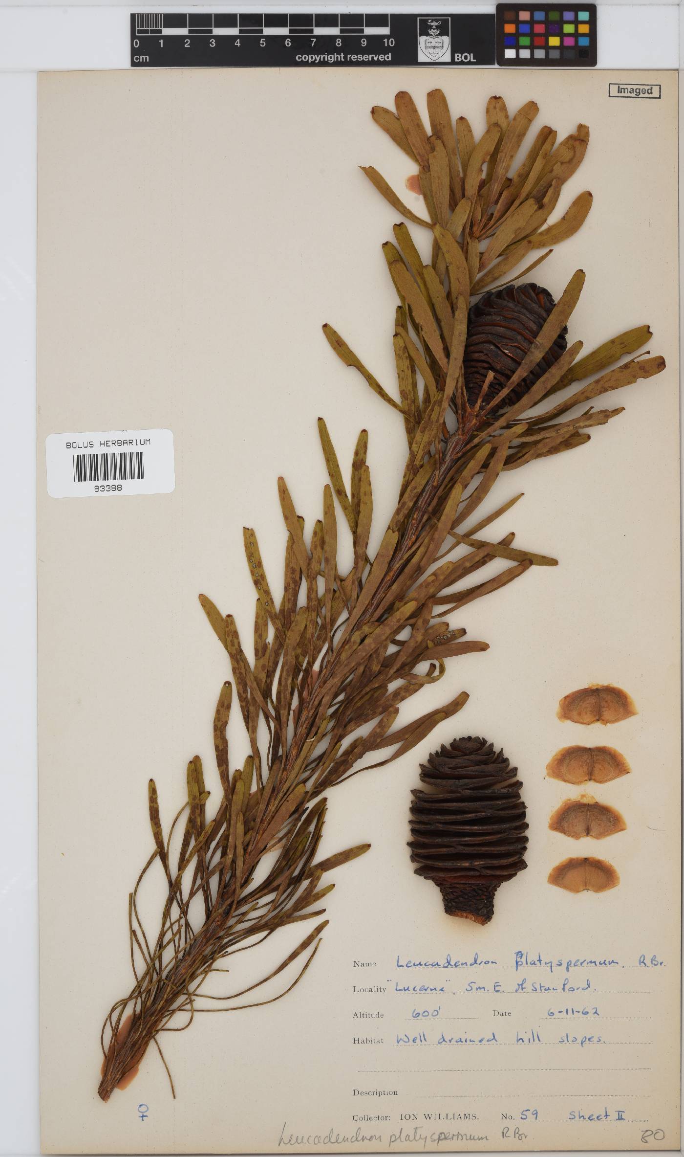 Leucadendron platyspermum image