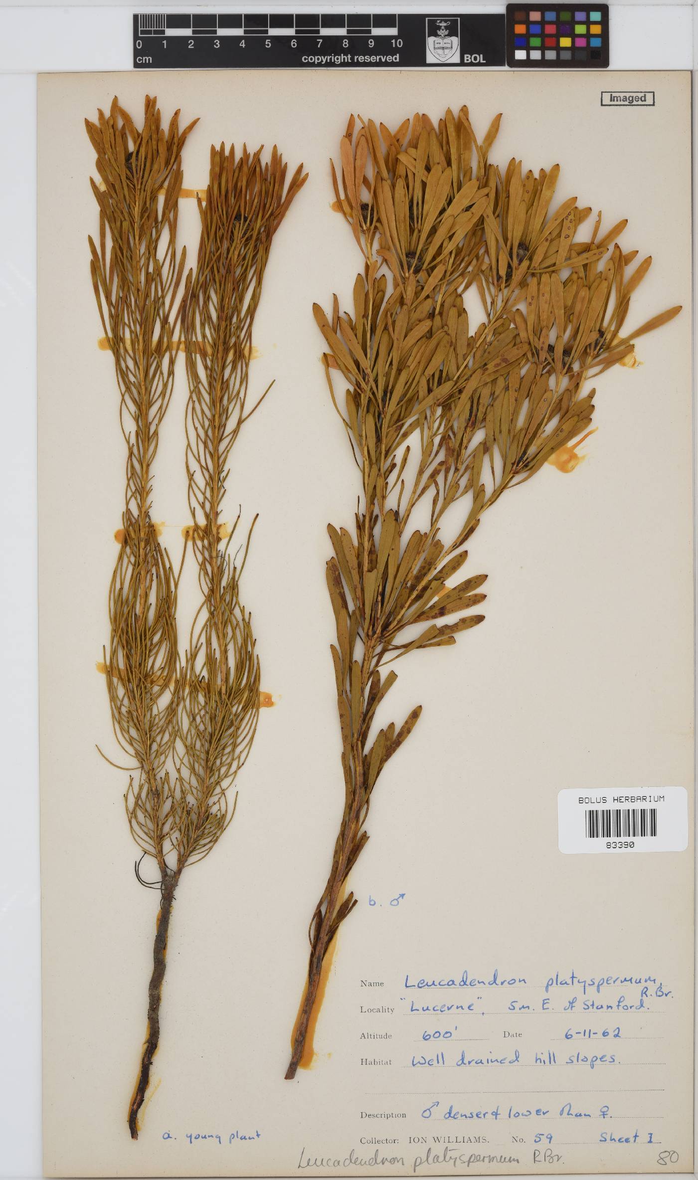 Leucadendron platyspermum image