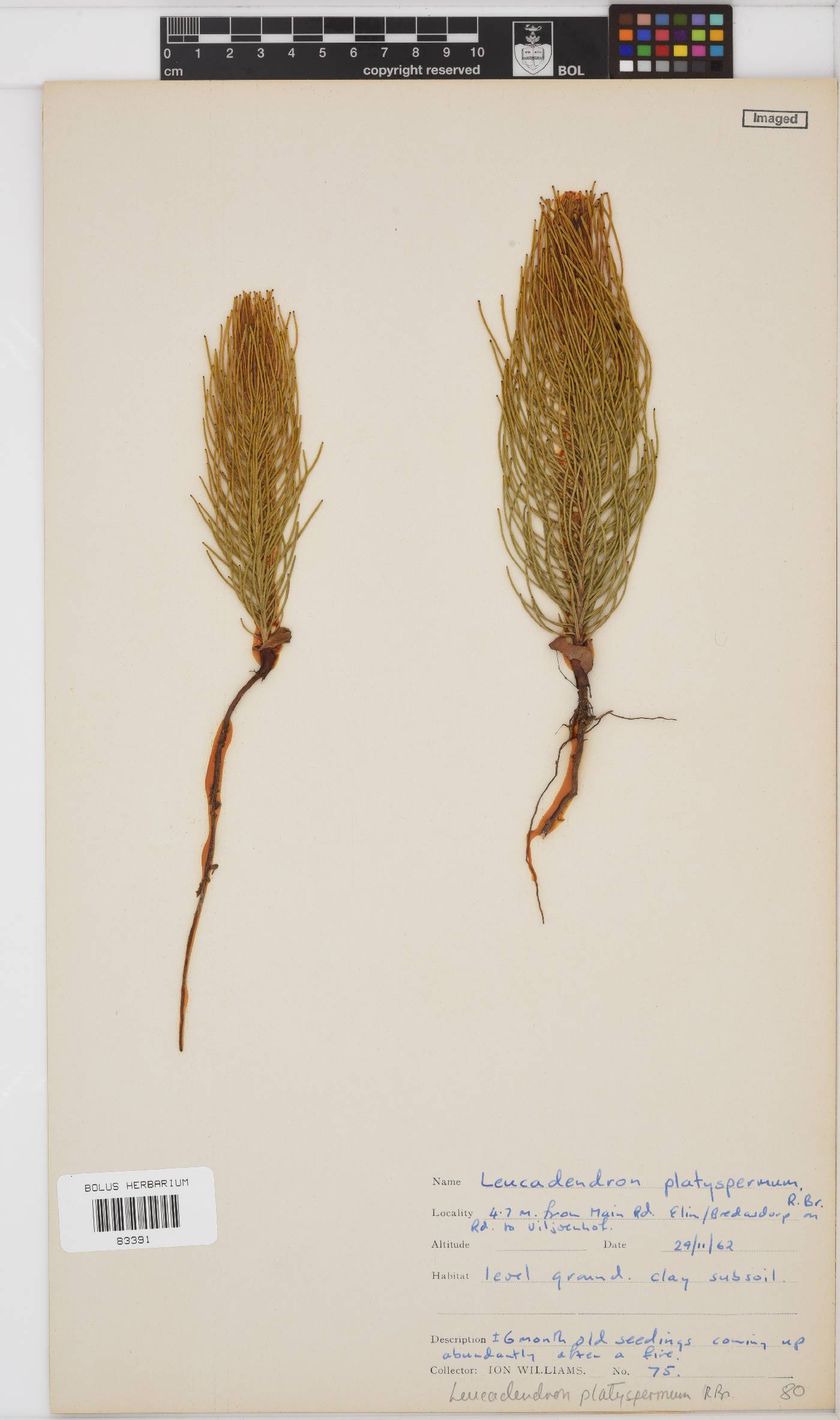 Leucadendron platyspermum image