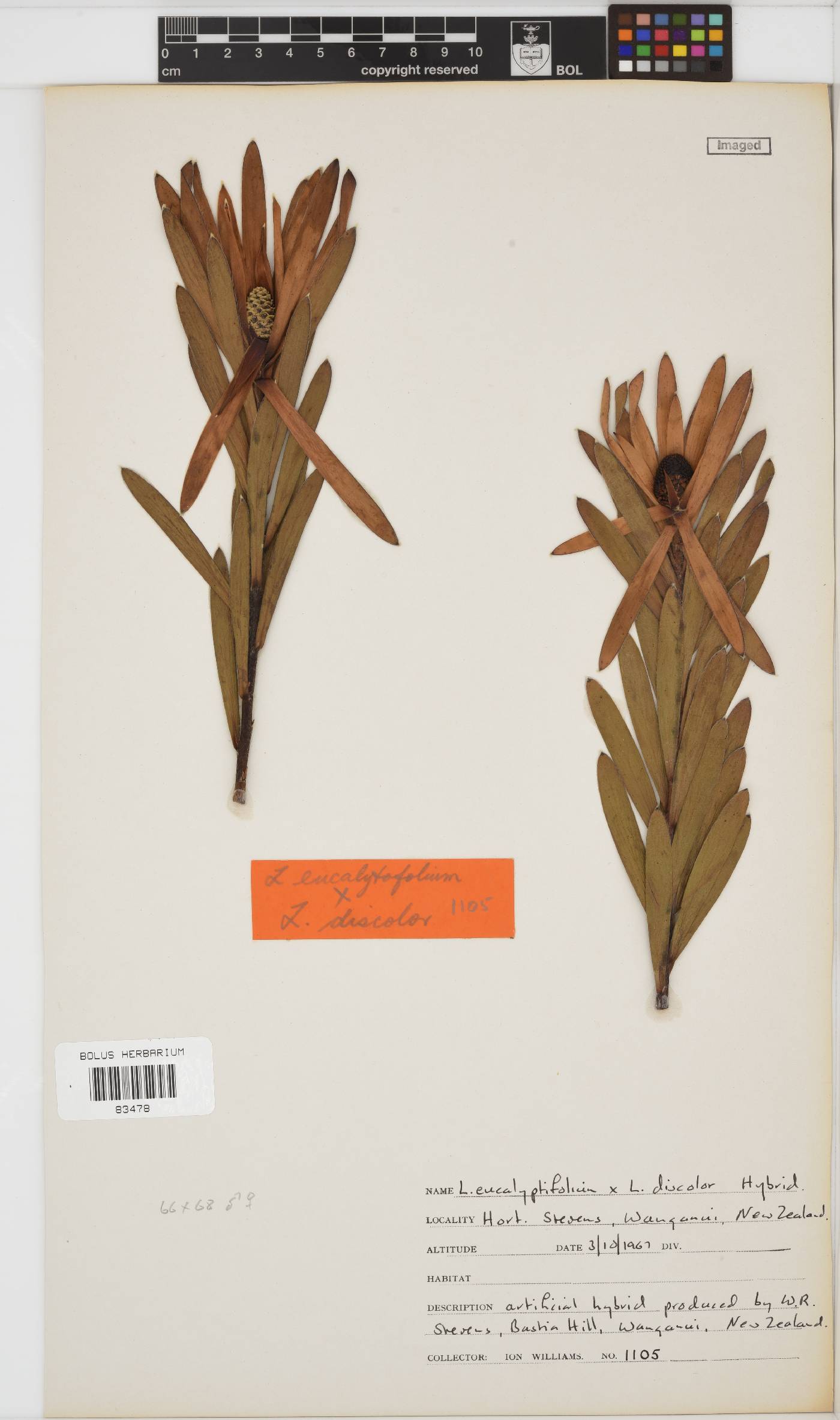 Leucadendron eucalyptifolium image