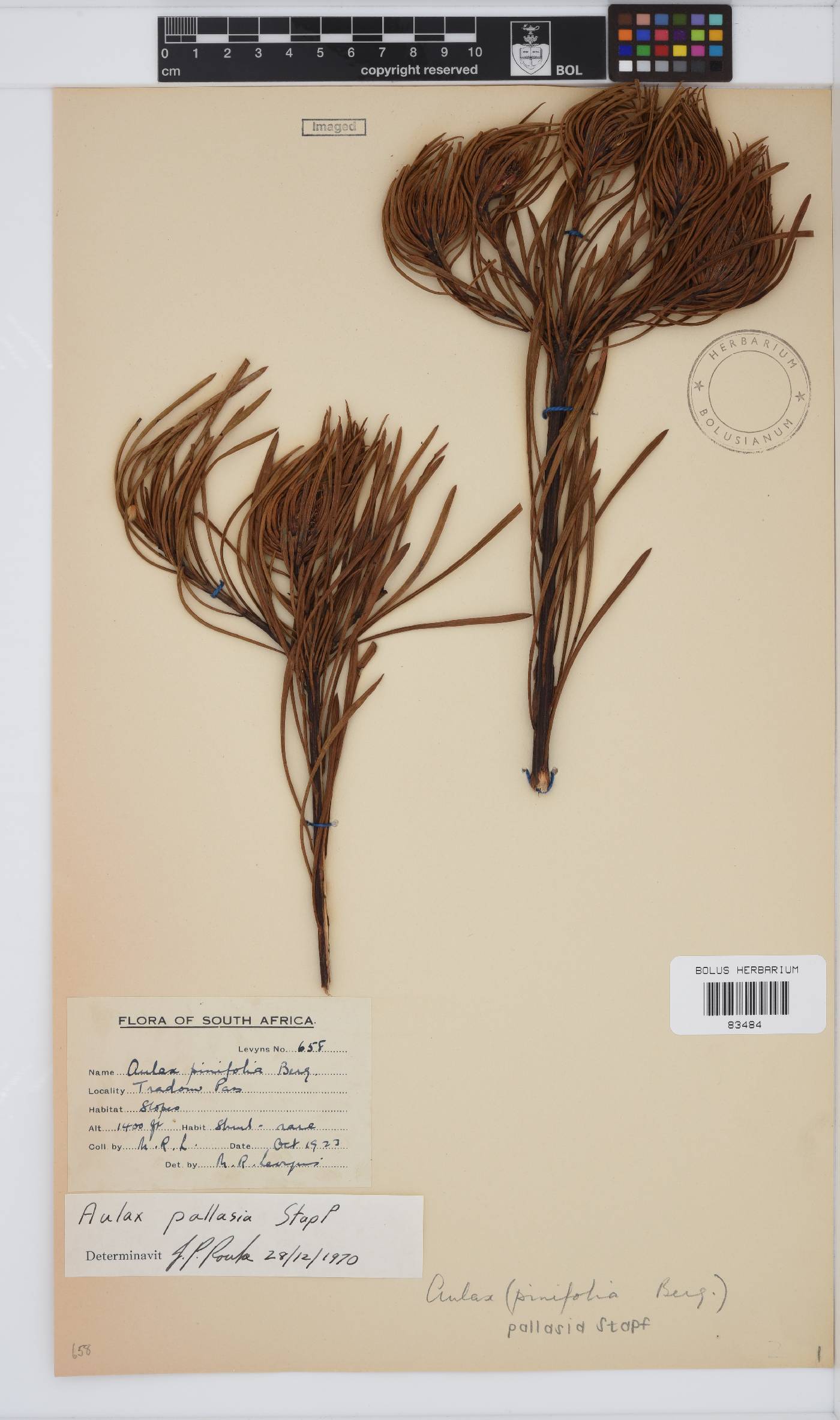 Aulax image