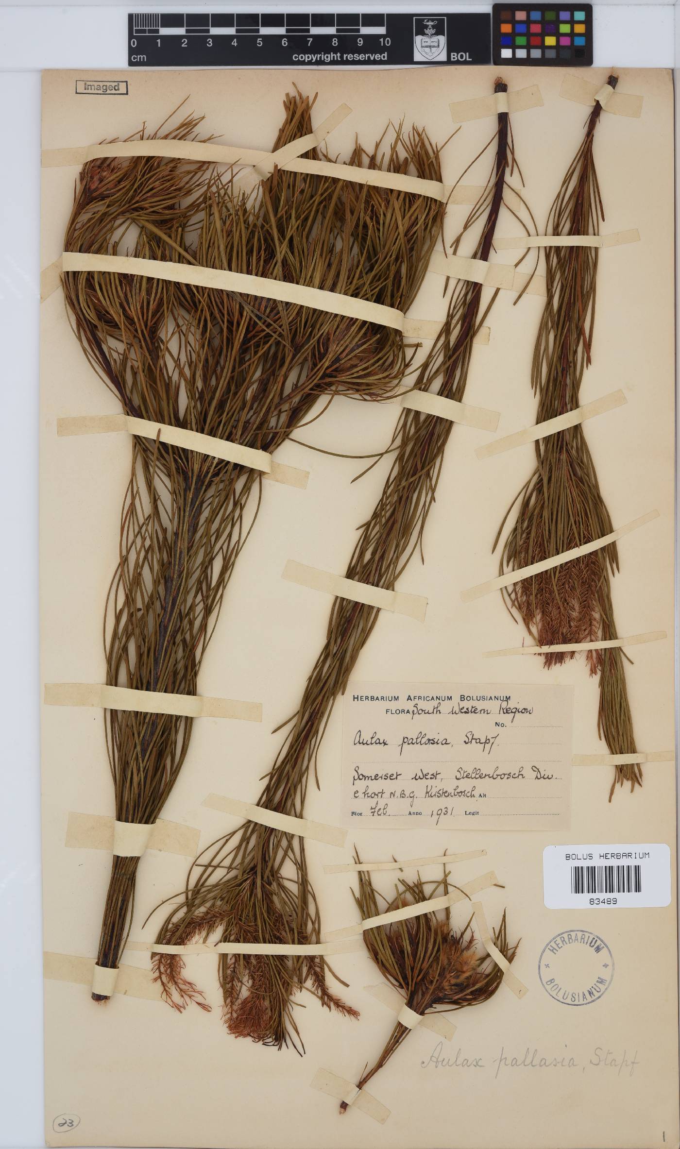 Aulax image