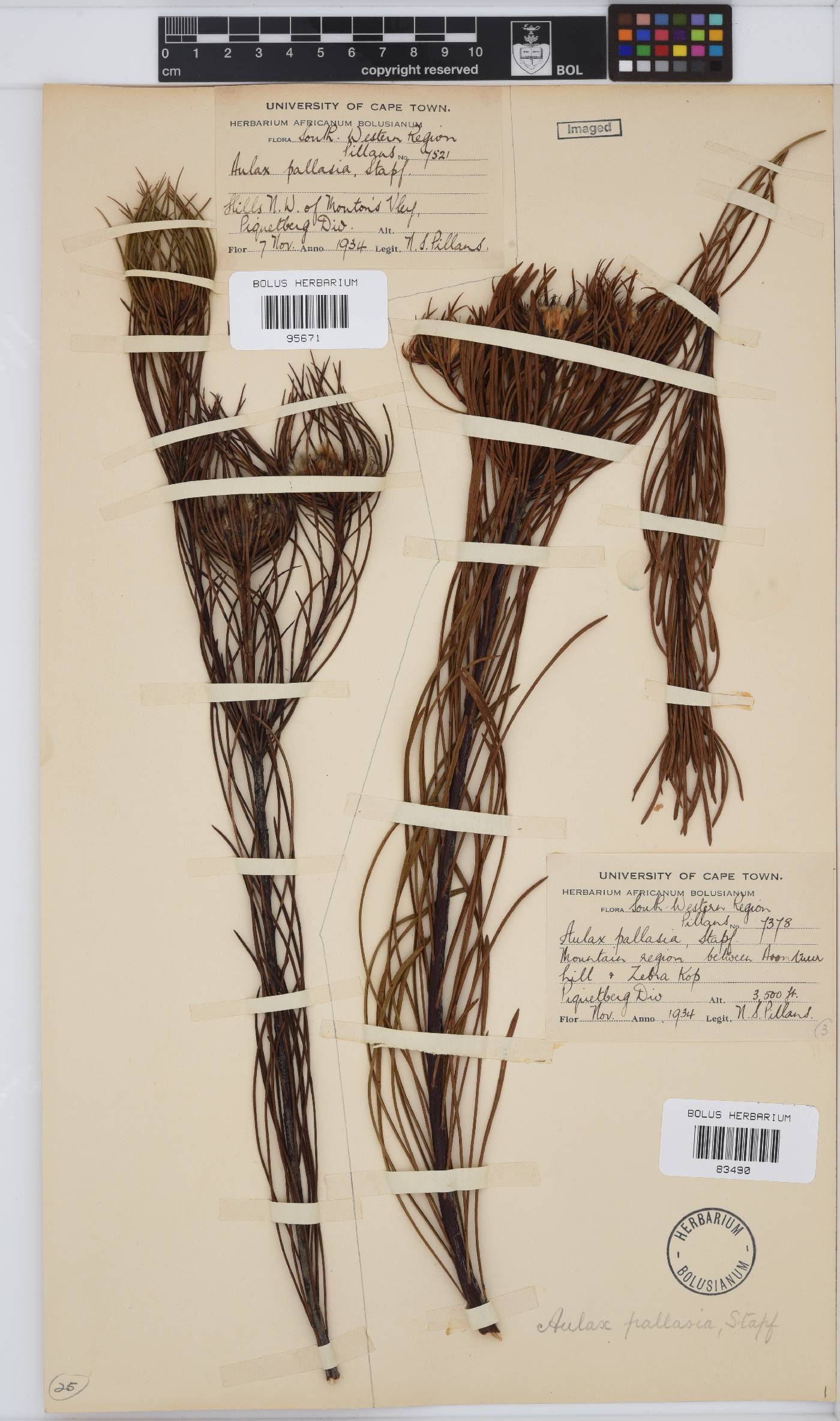 Aulax image