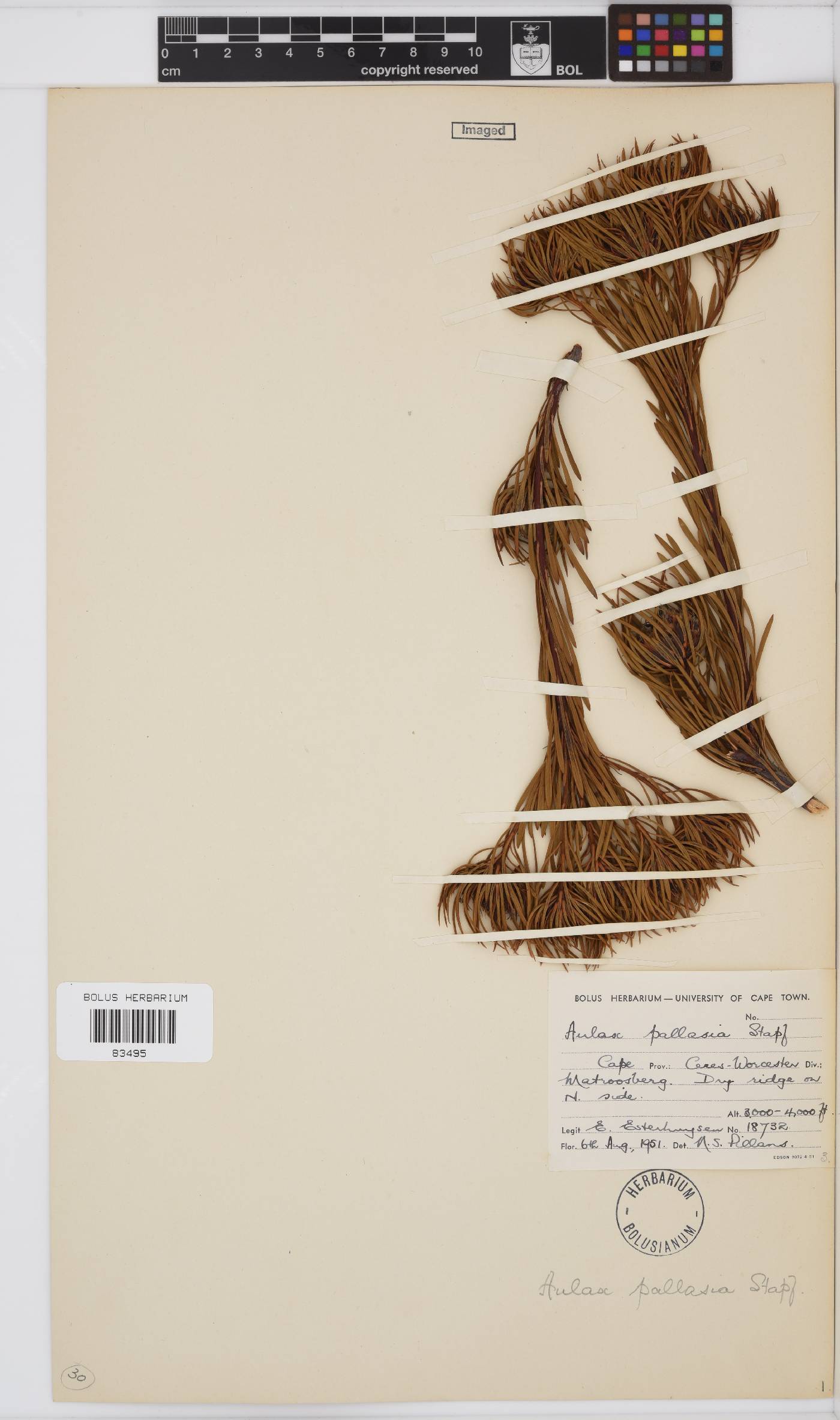Aulax image