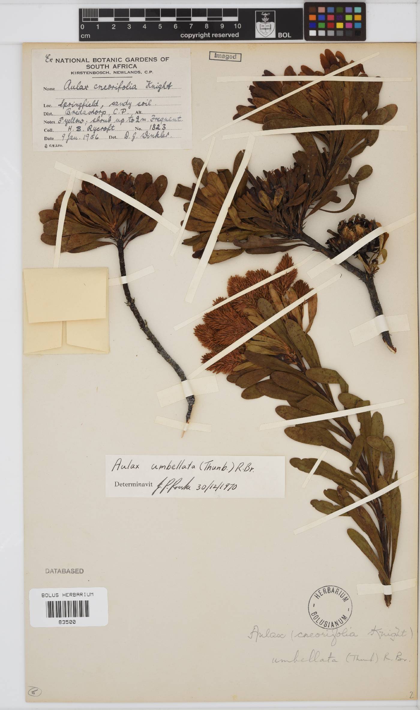 Aulax umbellata image