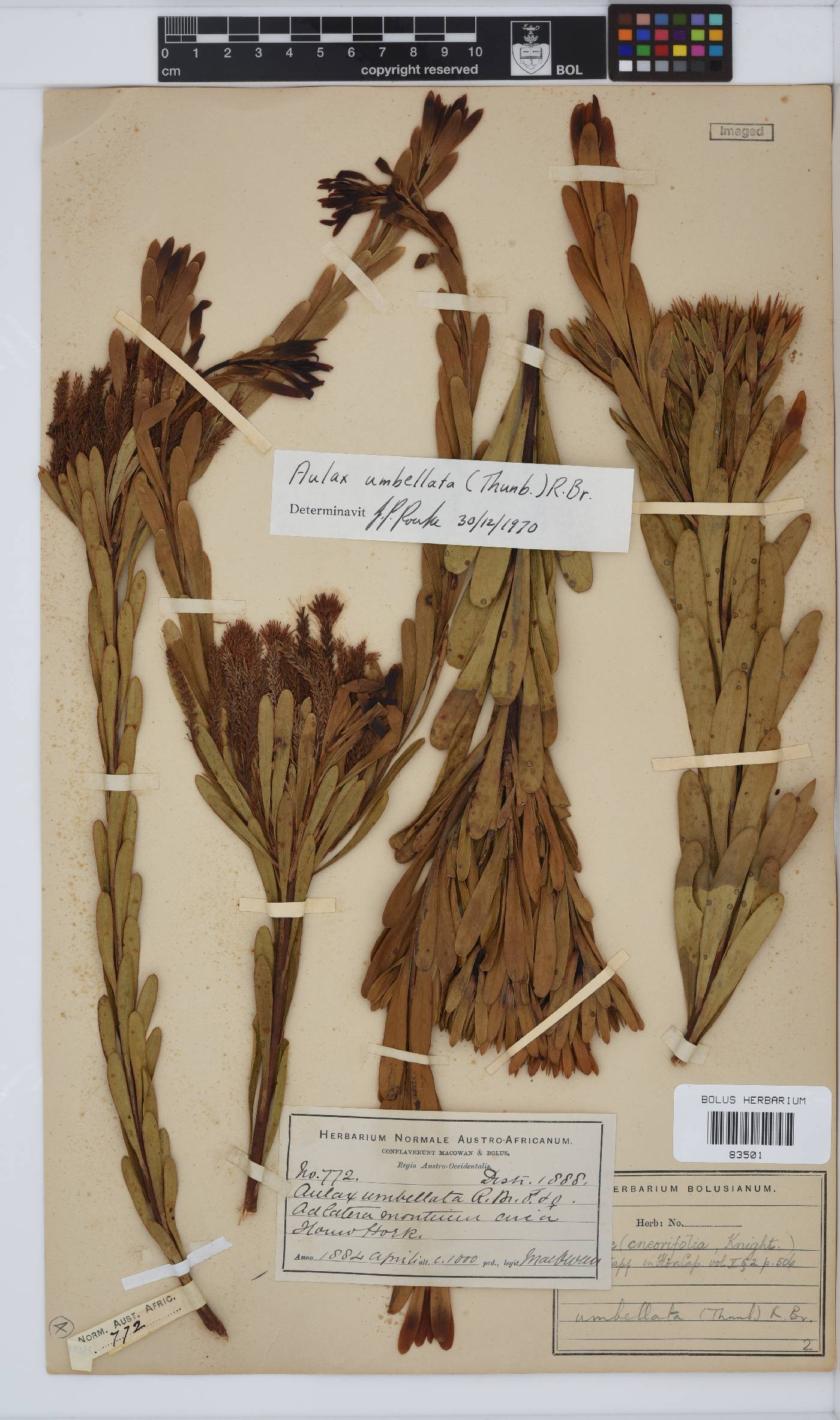 Aulax umbellata image