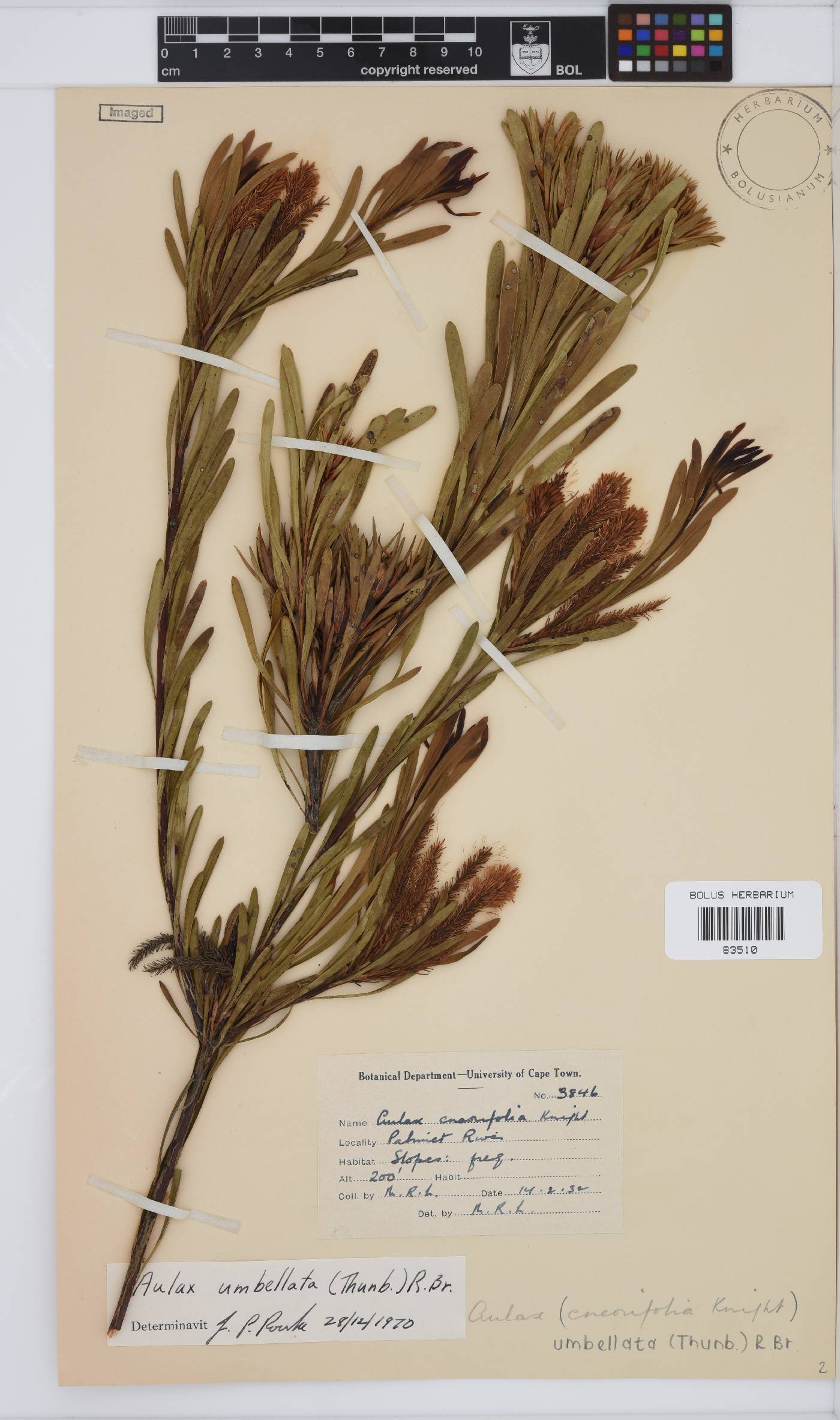 Aulax umbellata image