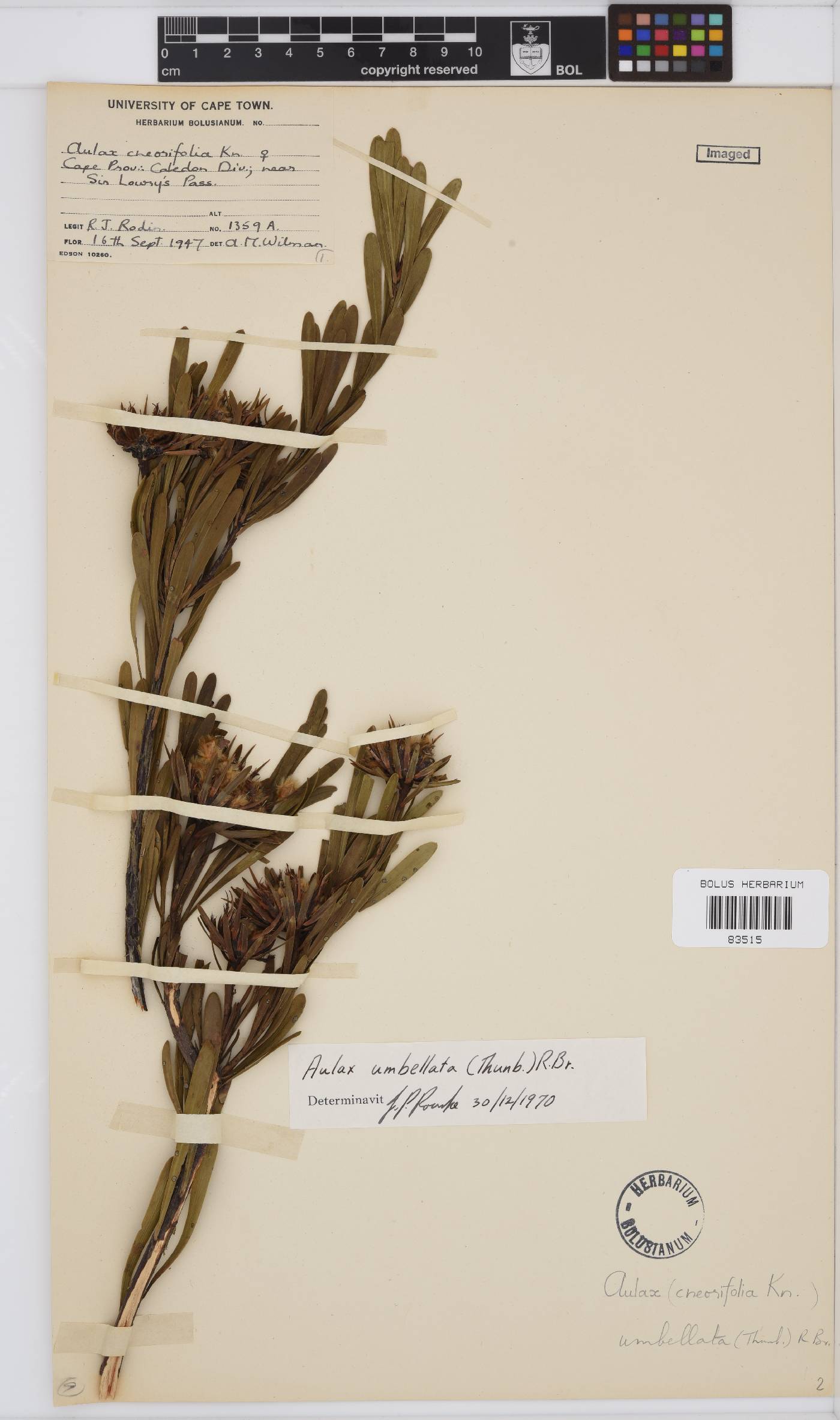 Aulax umbellata image