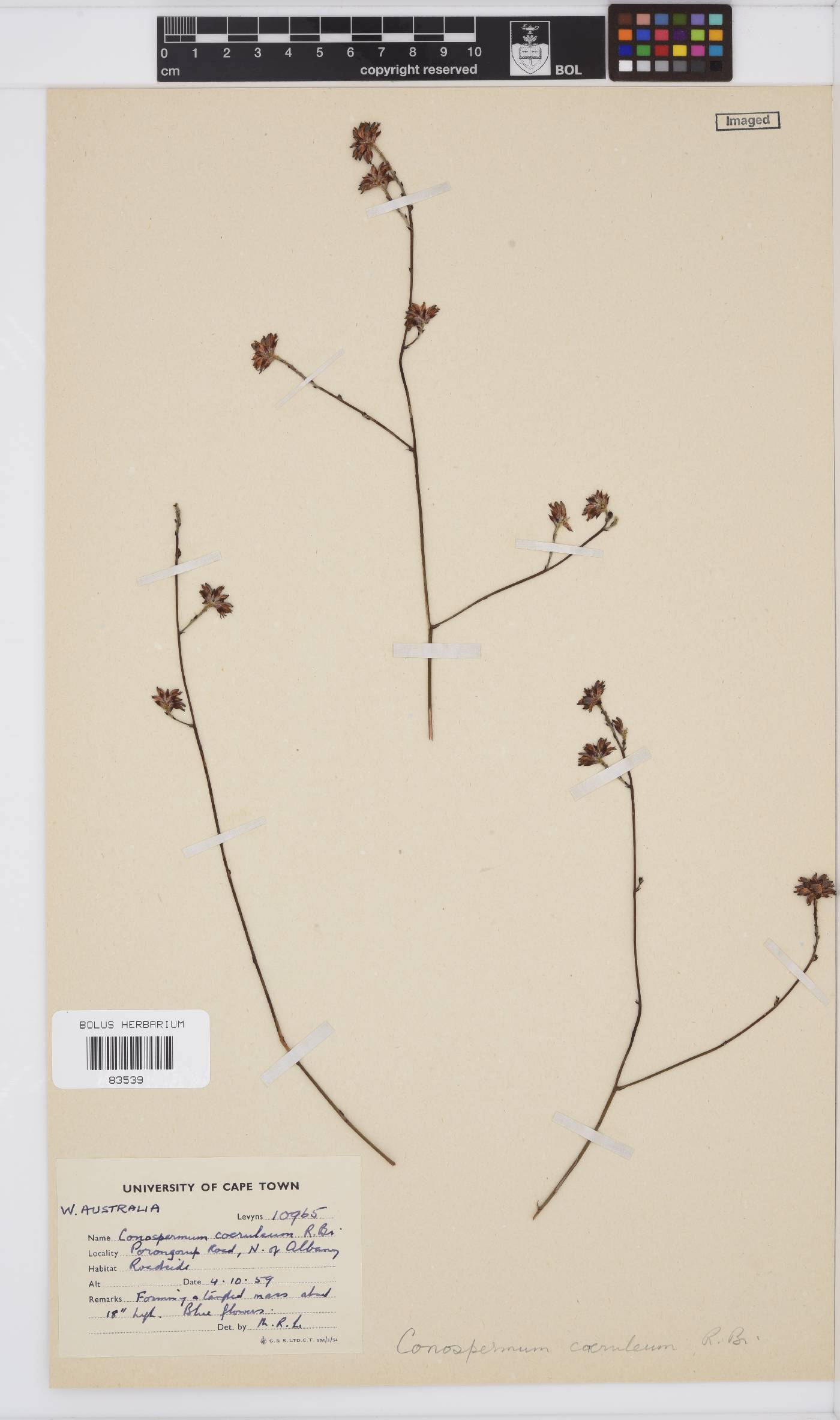 Conospermum caeruleum image