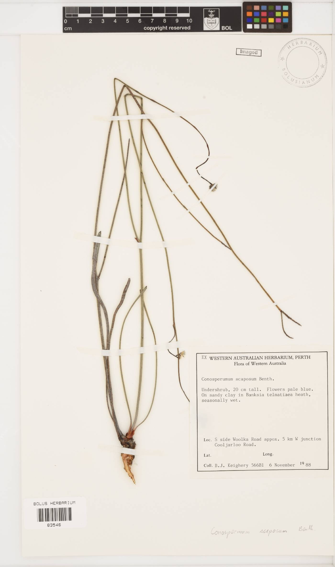 Conospermum scaposum image