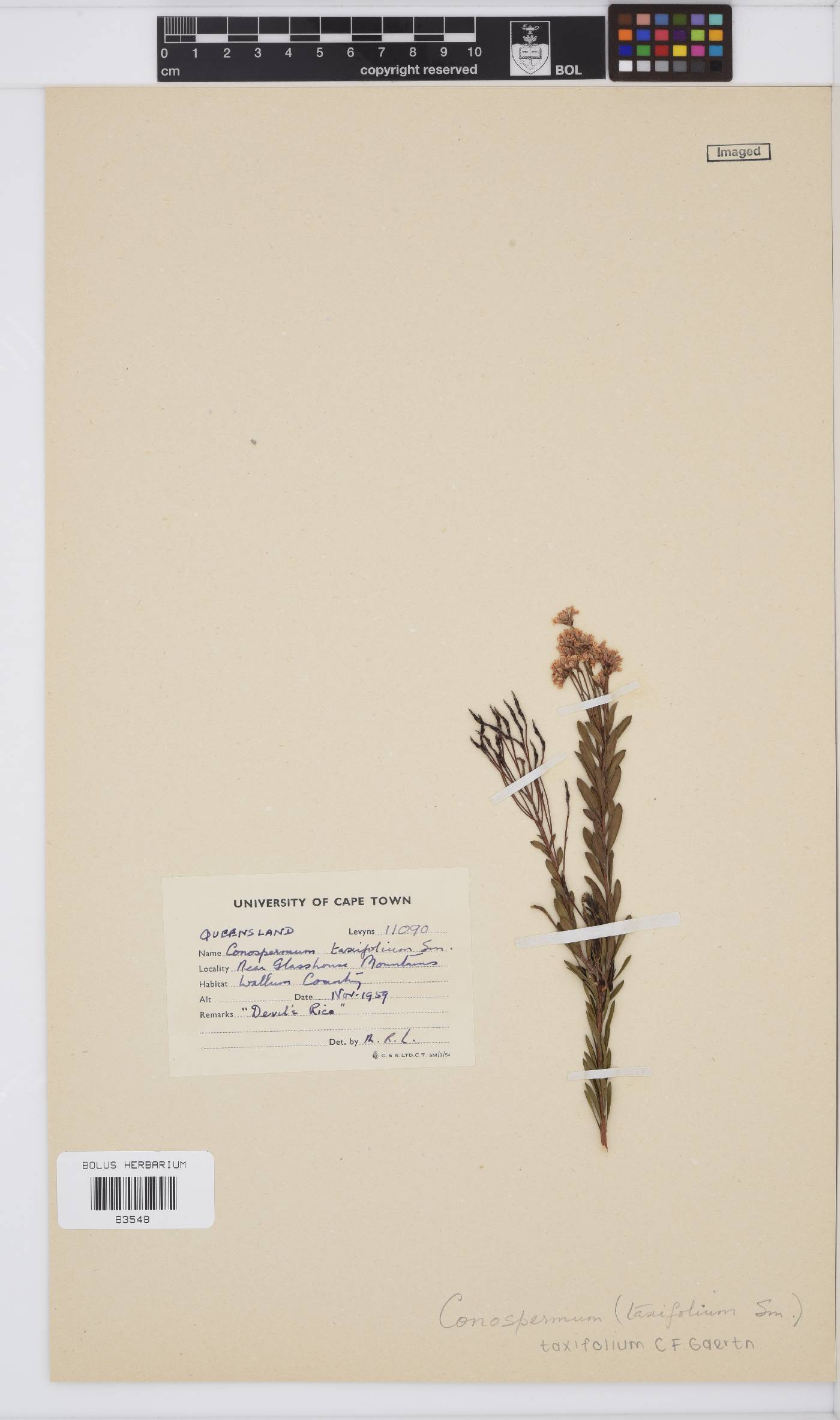 Conospermum taxifolium image
